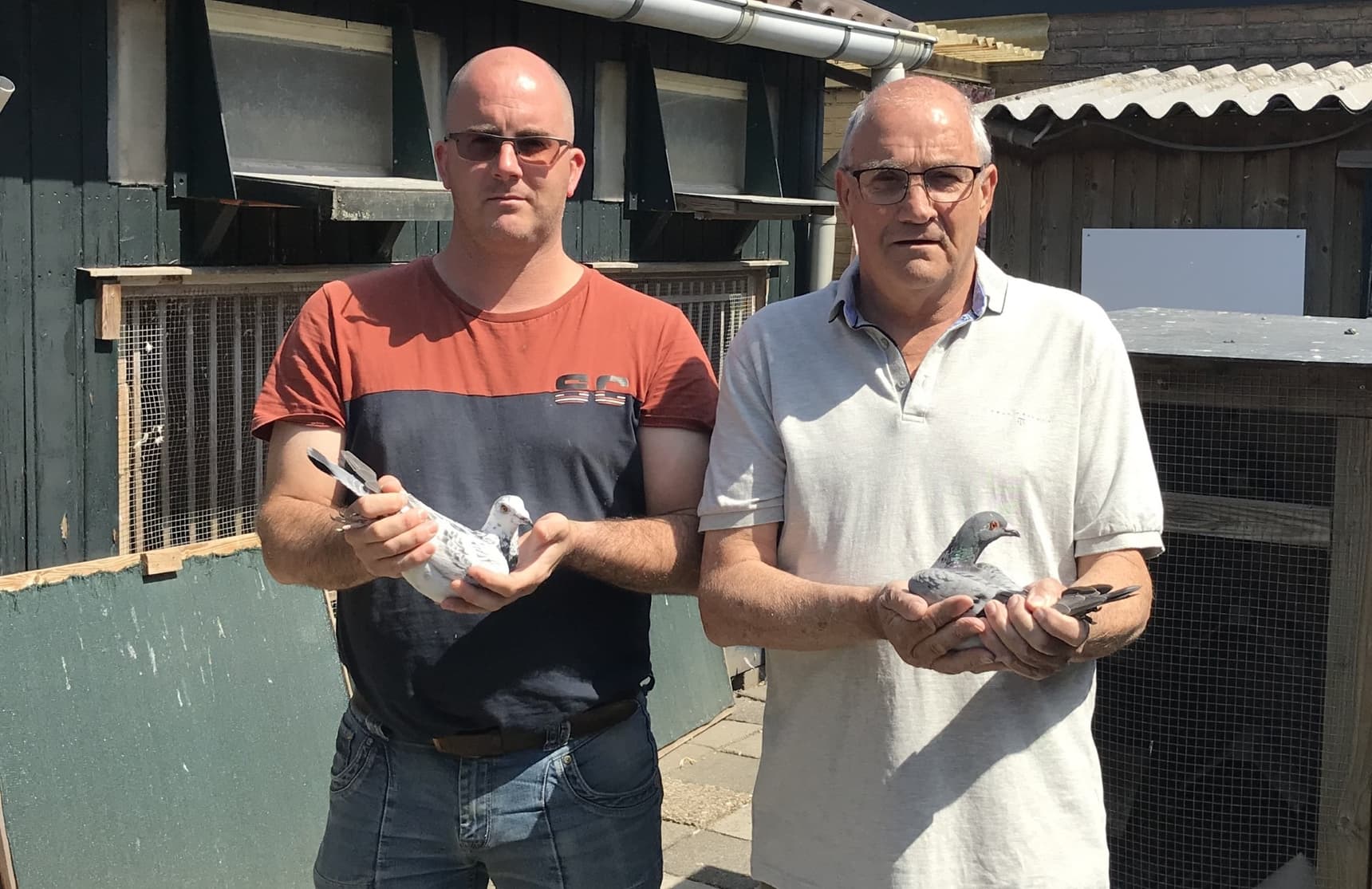 Pigeons Fam. Stabel Goirle excellent on drive!!