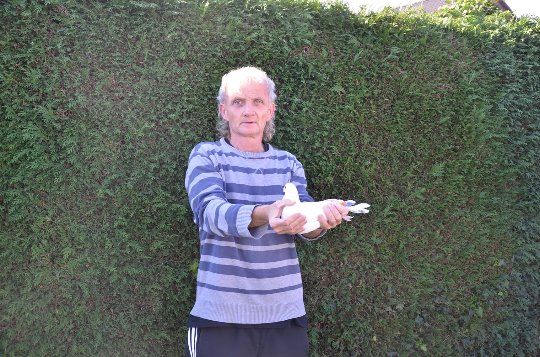 Pigeon Bids Vrancken – Berden