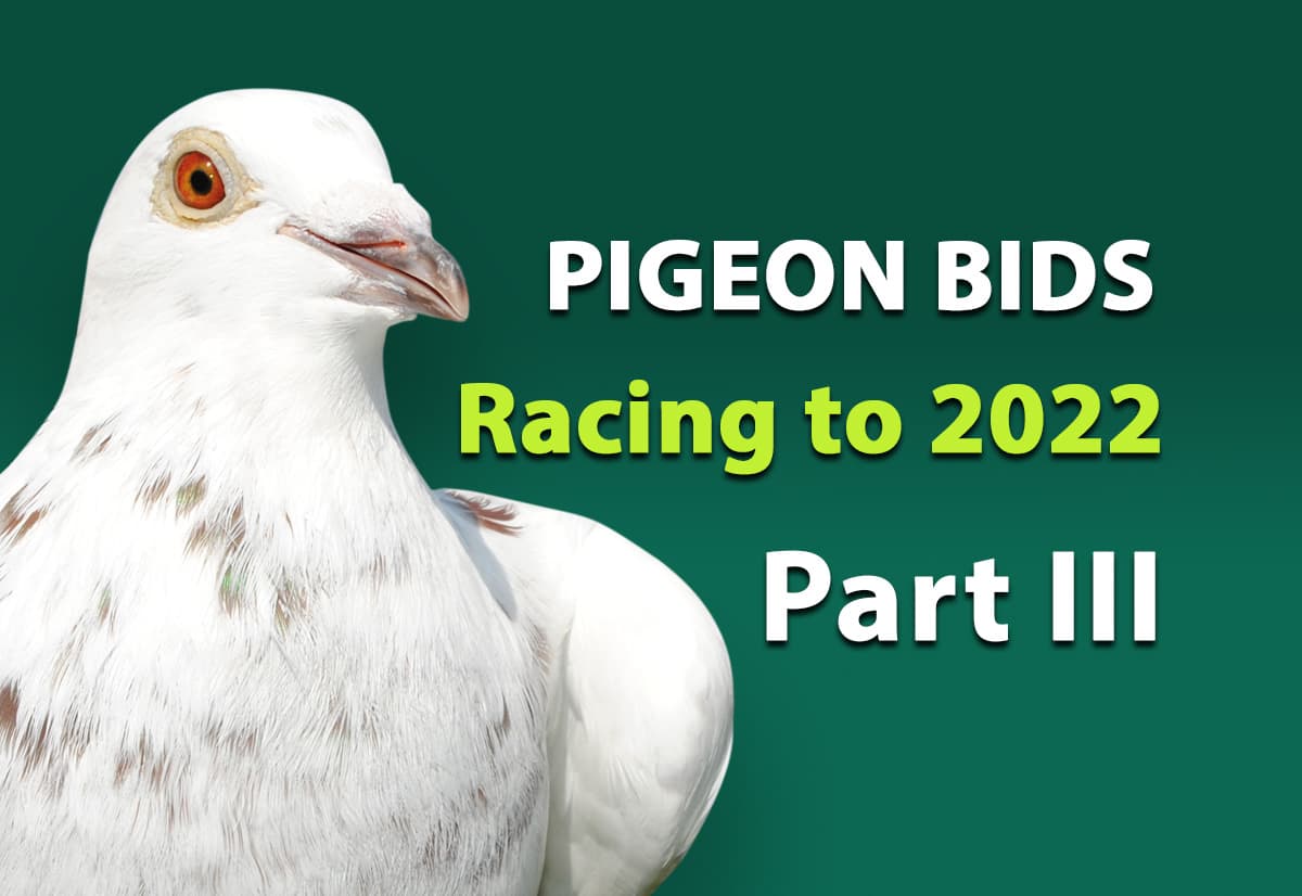 Pigeon Bids Racing to 2022 - Part III