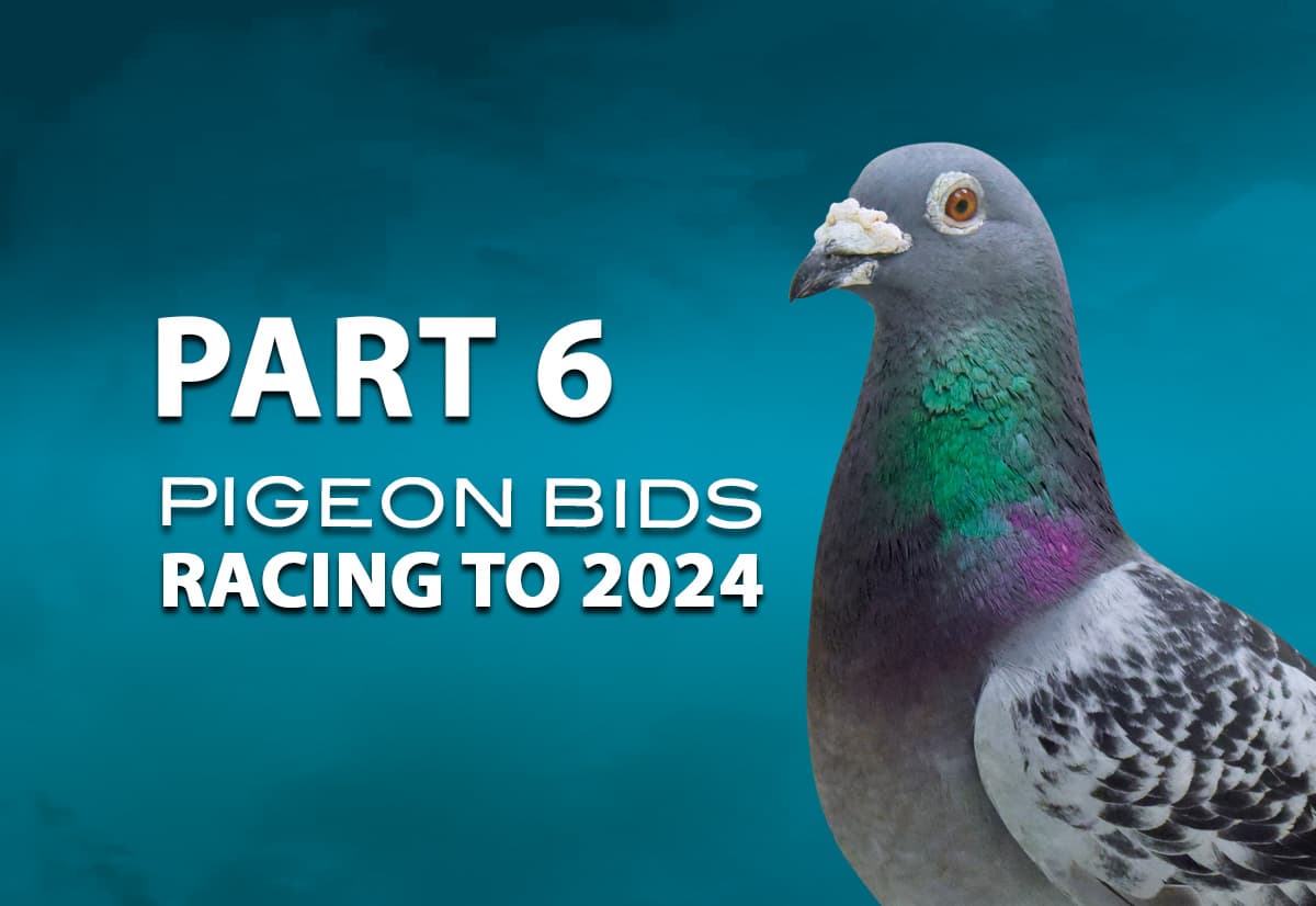 Pigeon Bids Racing to 2024 - Part 6