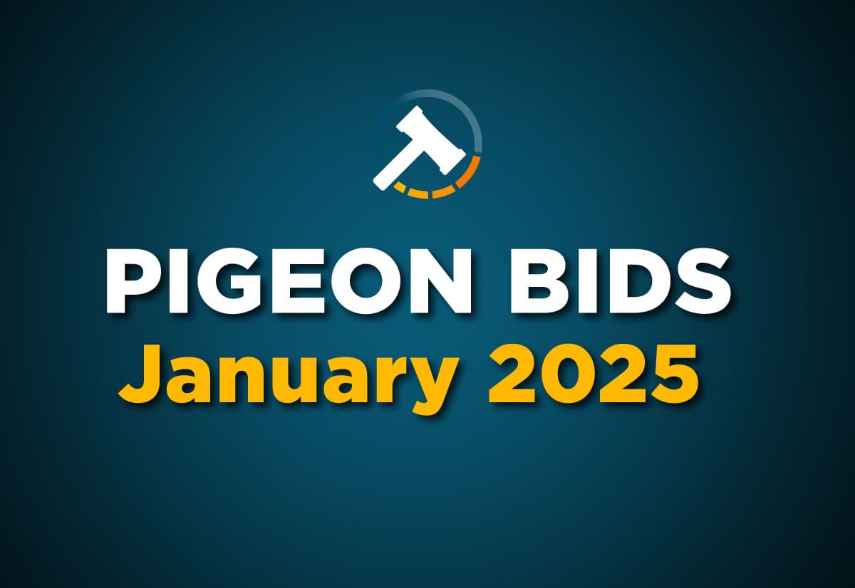 Pigeon Bids January 2025