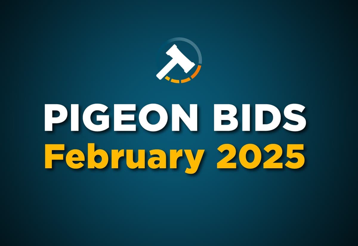 Pigeon Bids February 2025 -  Part 1