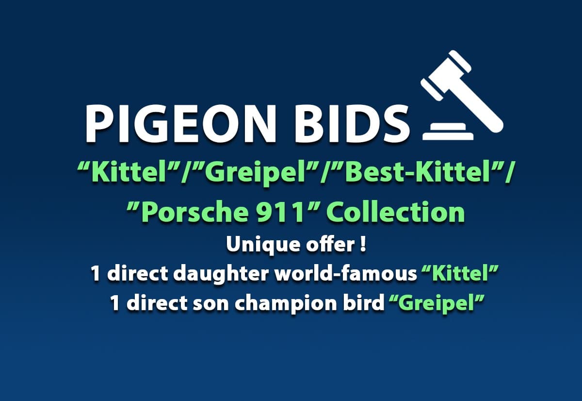 PIGEON BIDS   “Kittel”/”Greipel”/”Best-Kittel”/”Porsche 911”  Collection