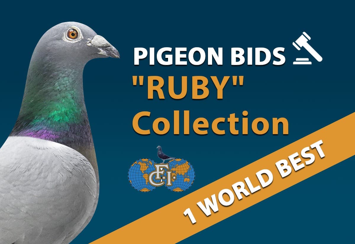 Pigeon Bids "Ruby" Collection