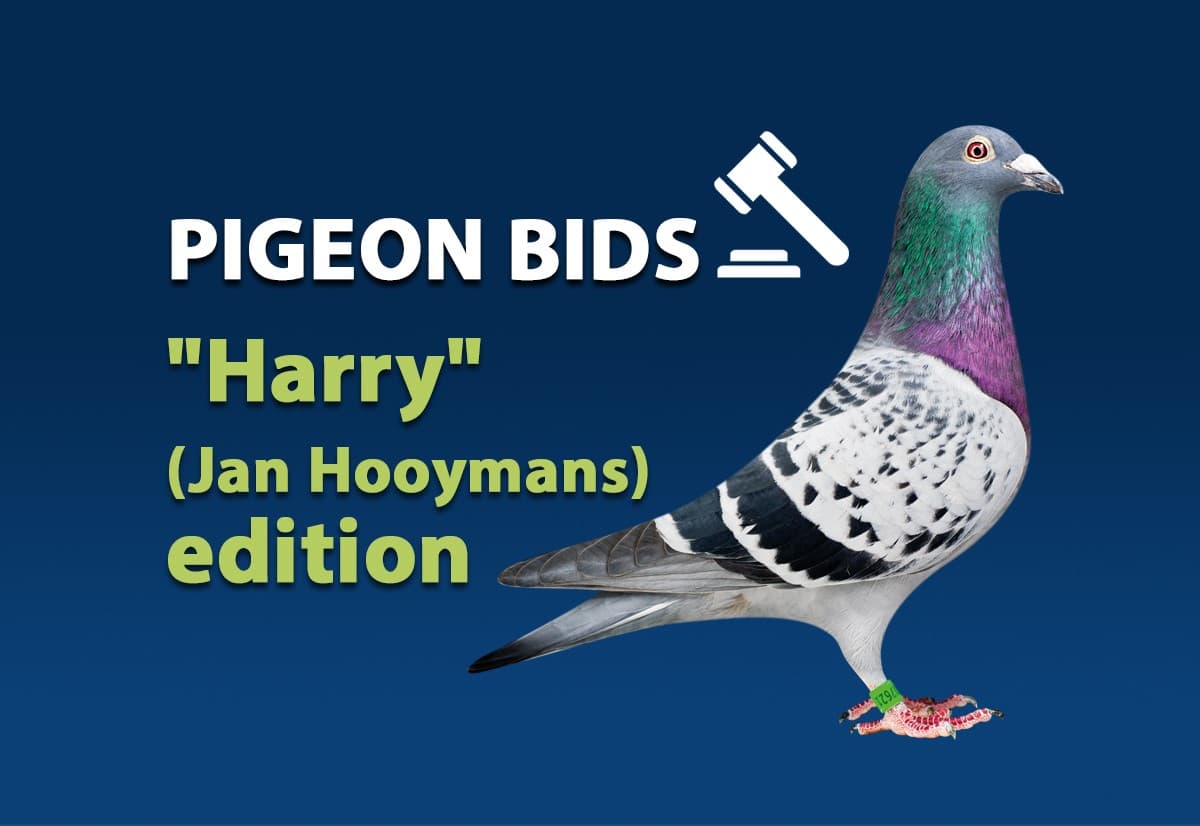 “哈利”（杨·胡曼斯）专场