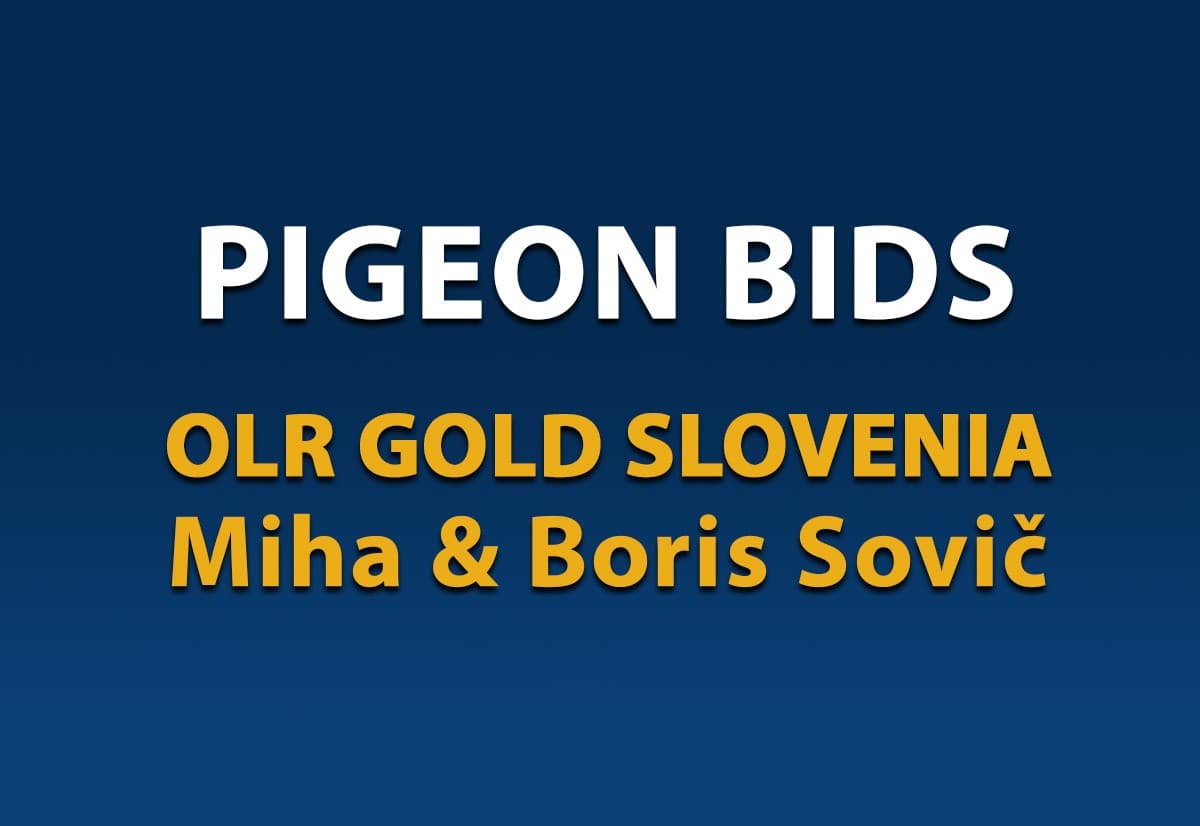 Pigeon Bids  Sovic Miha & Boris