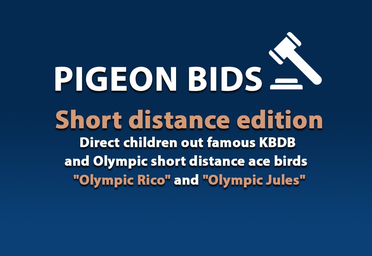 Pigeon Bids children KBDB and Olympic short distance  ace birds