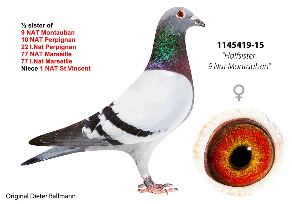 pigeon: undefined