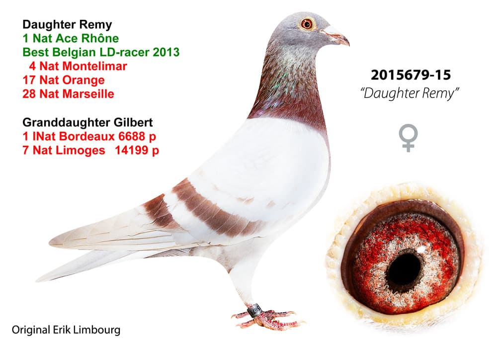pigeon: undefined