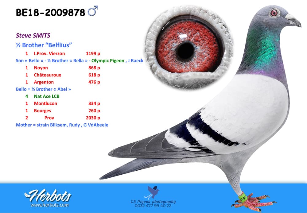 pigeon: undefined