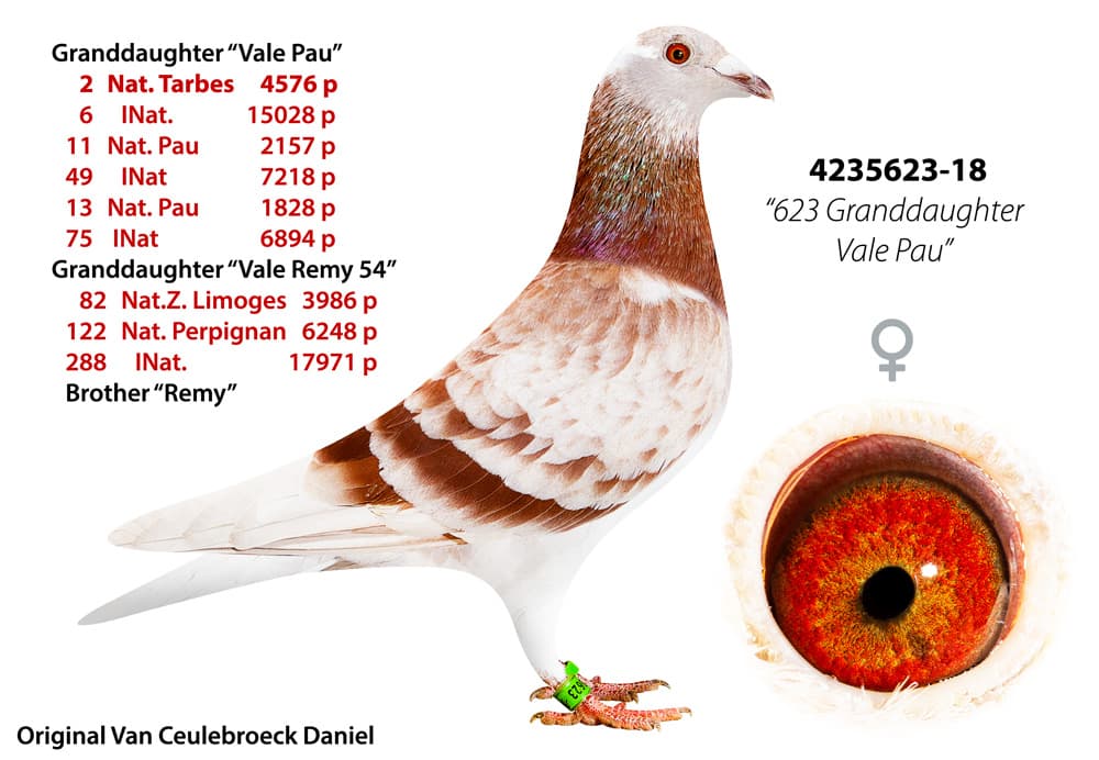 pigeon: undefined