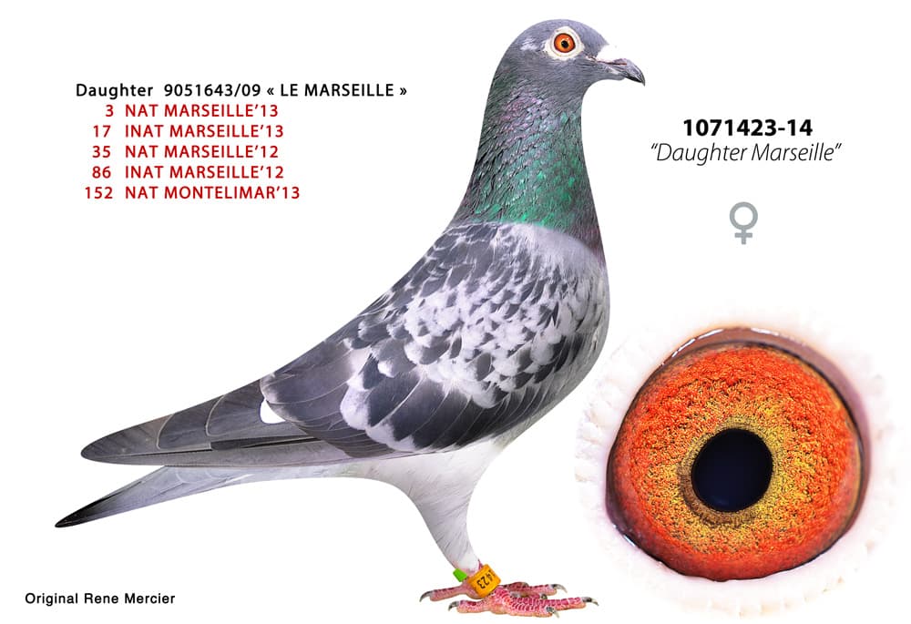 pigeon: undefined