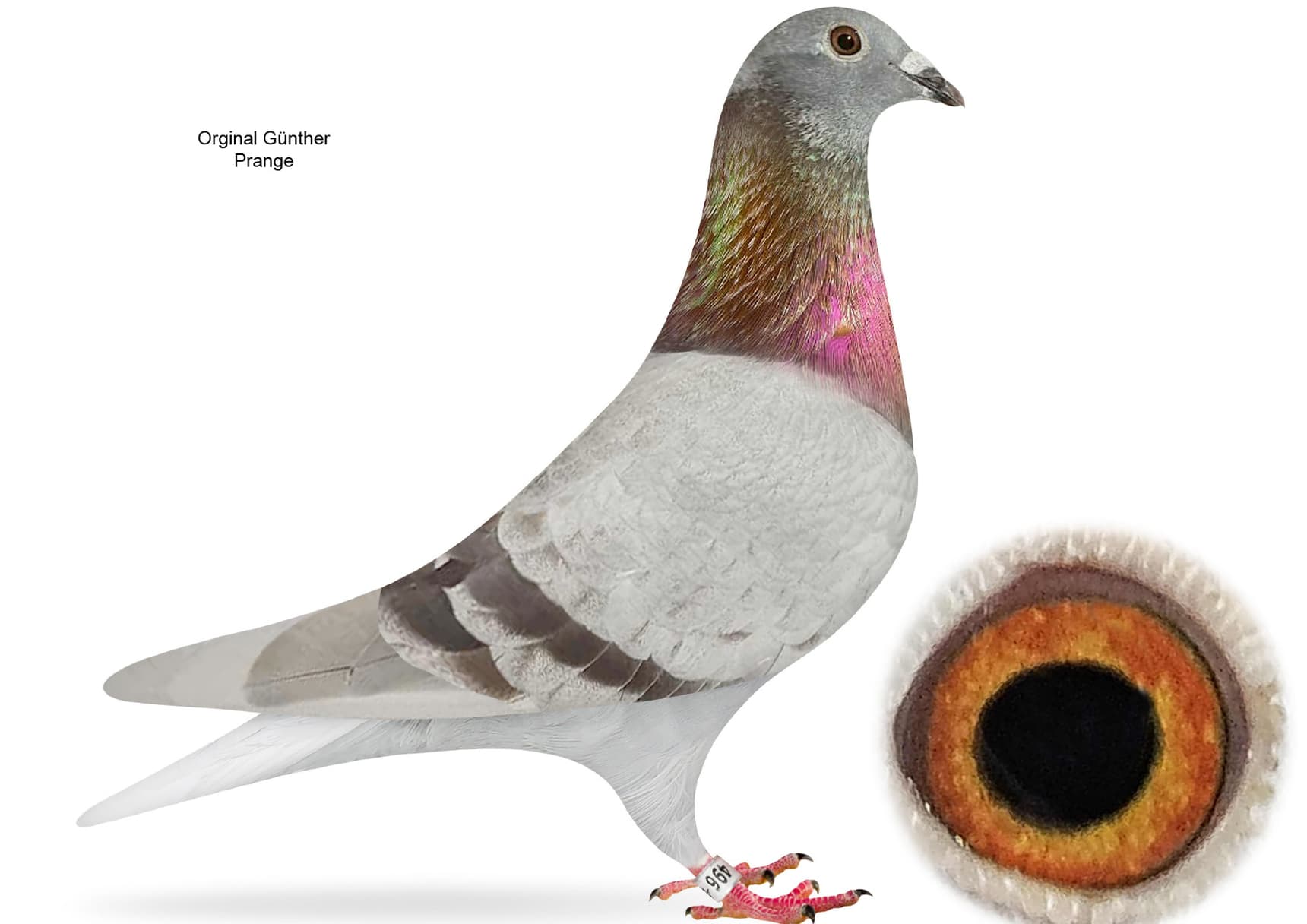 LINE OF THE LEGEND  "520"