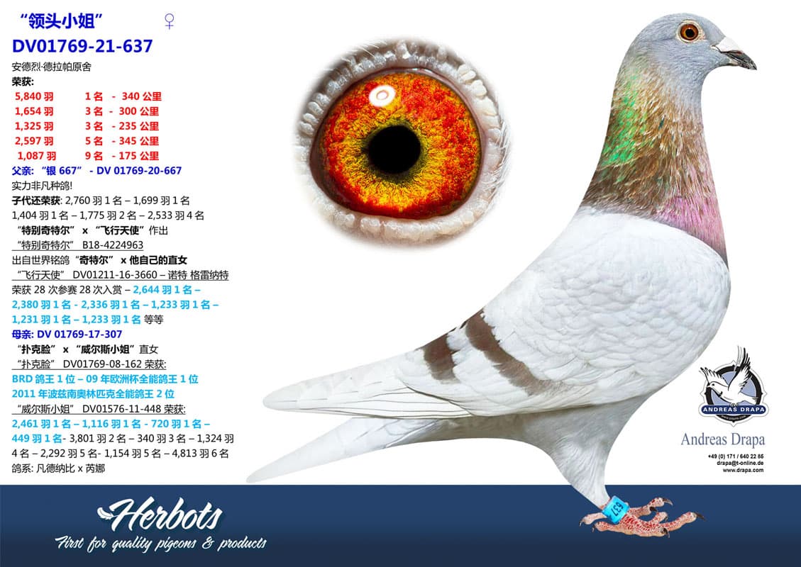 pigeon: undefined