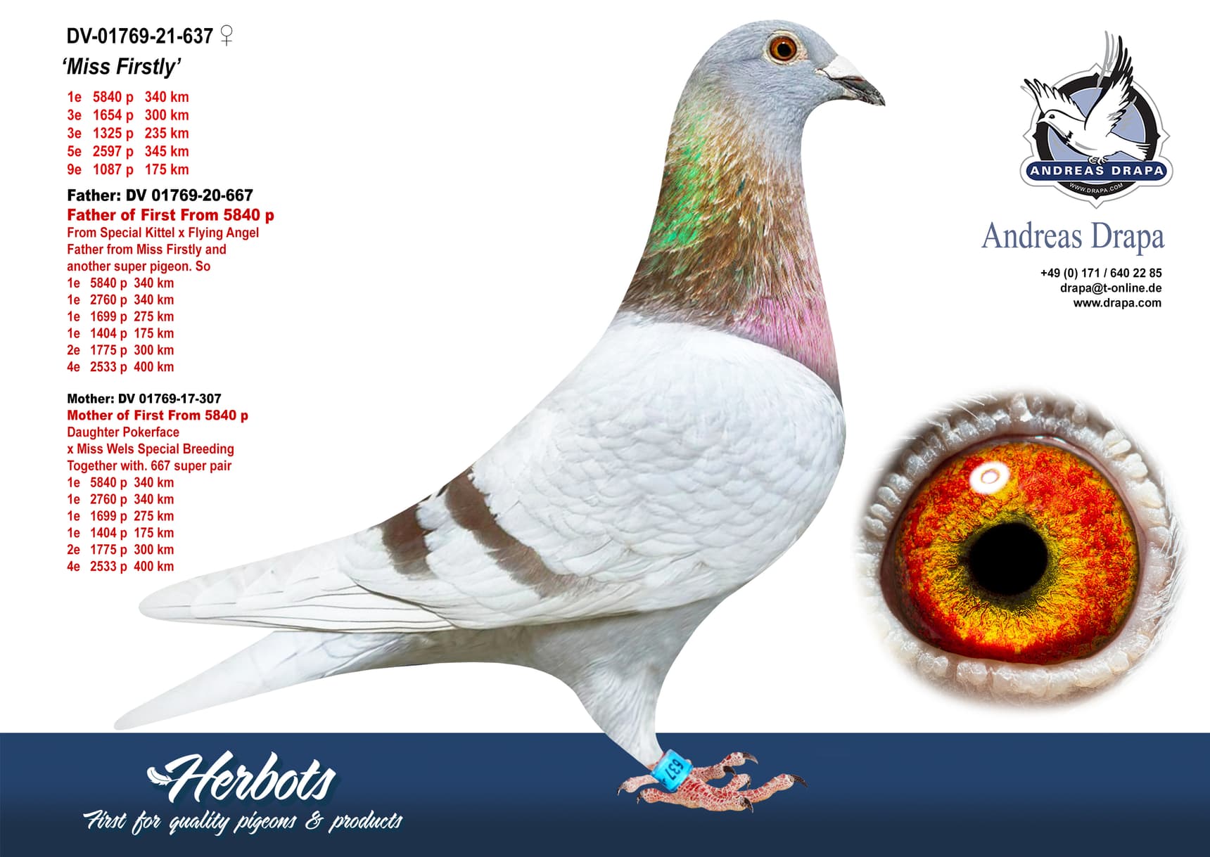 pigeon: undefined