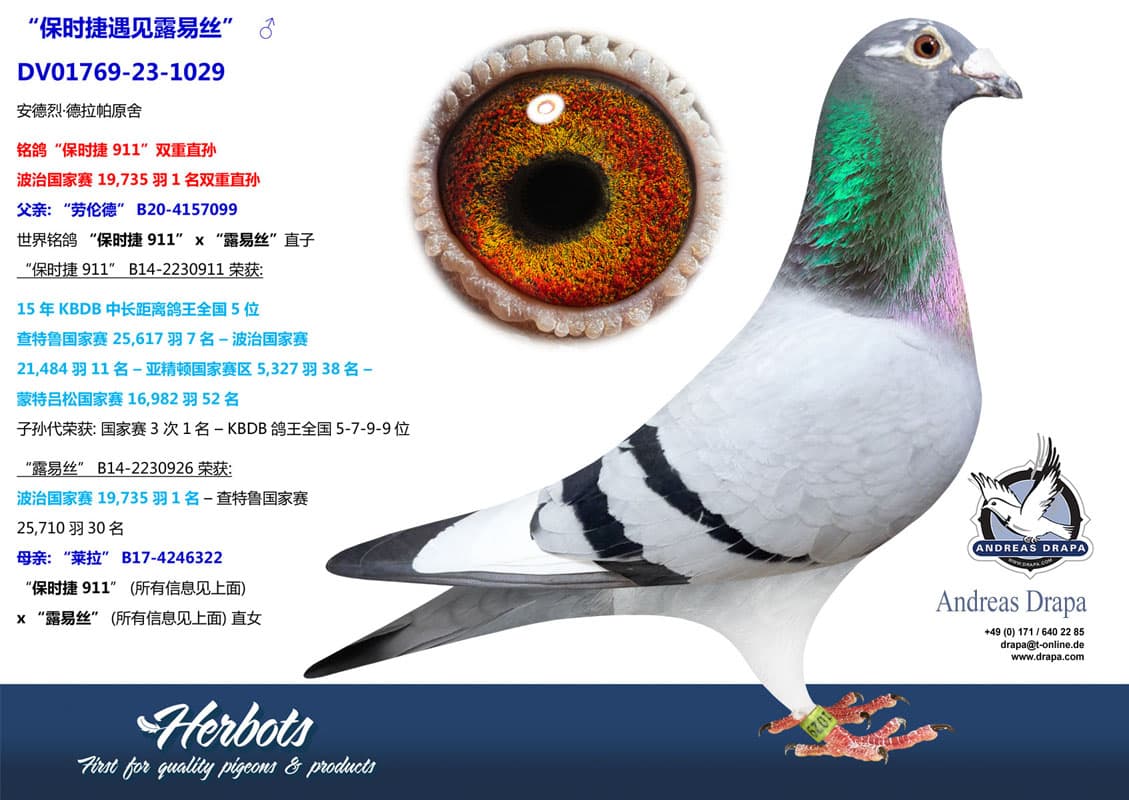 pigeon: undefined