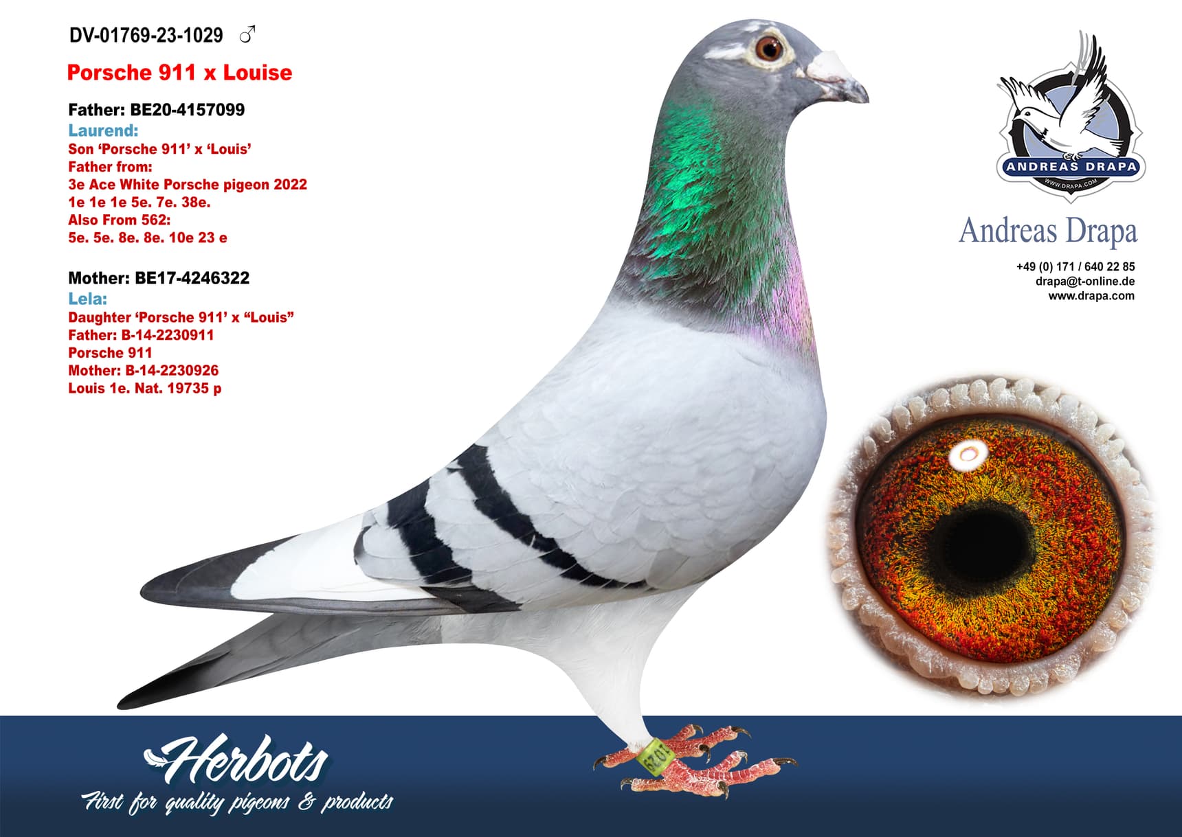 pigeon: undefined