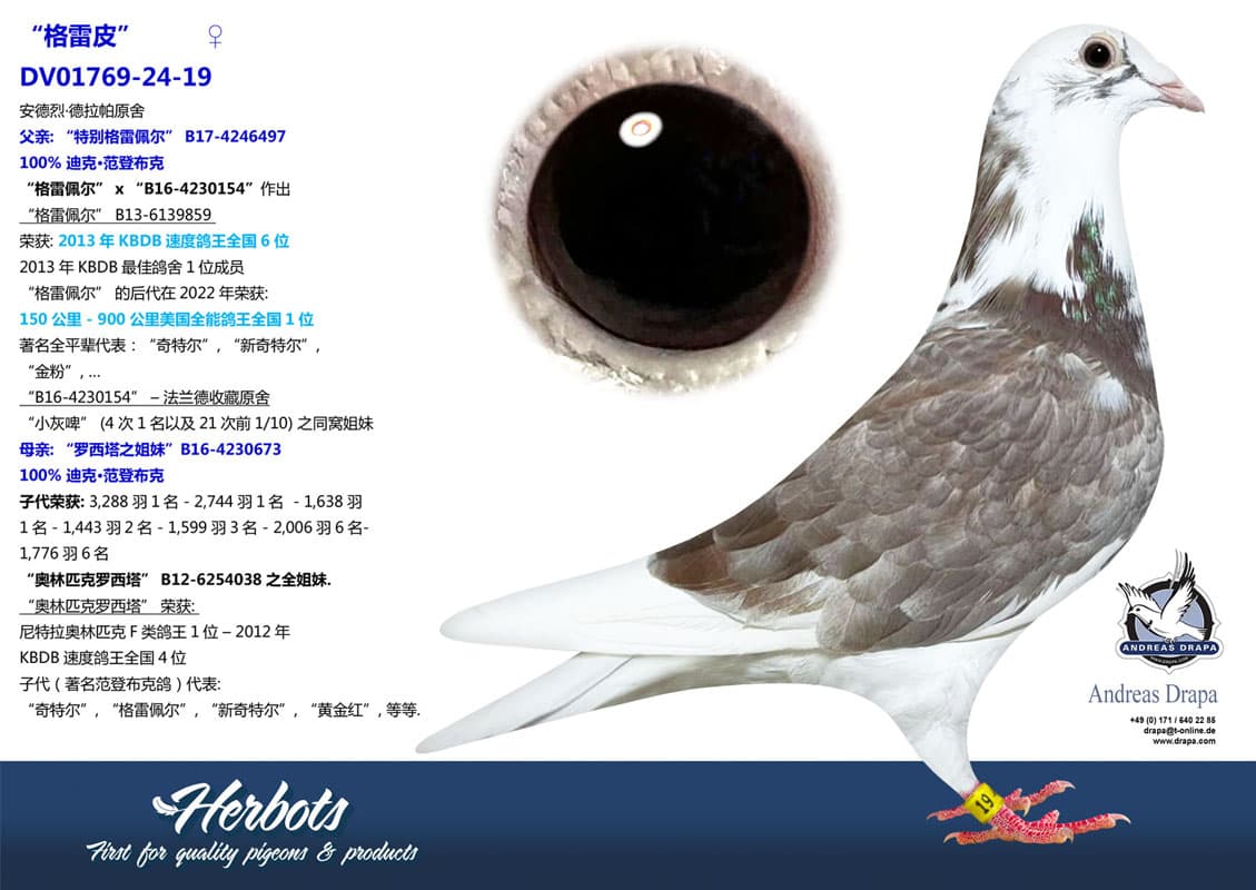 pigeon: undefined