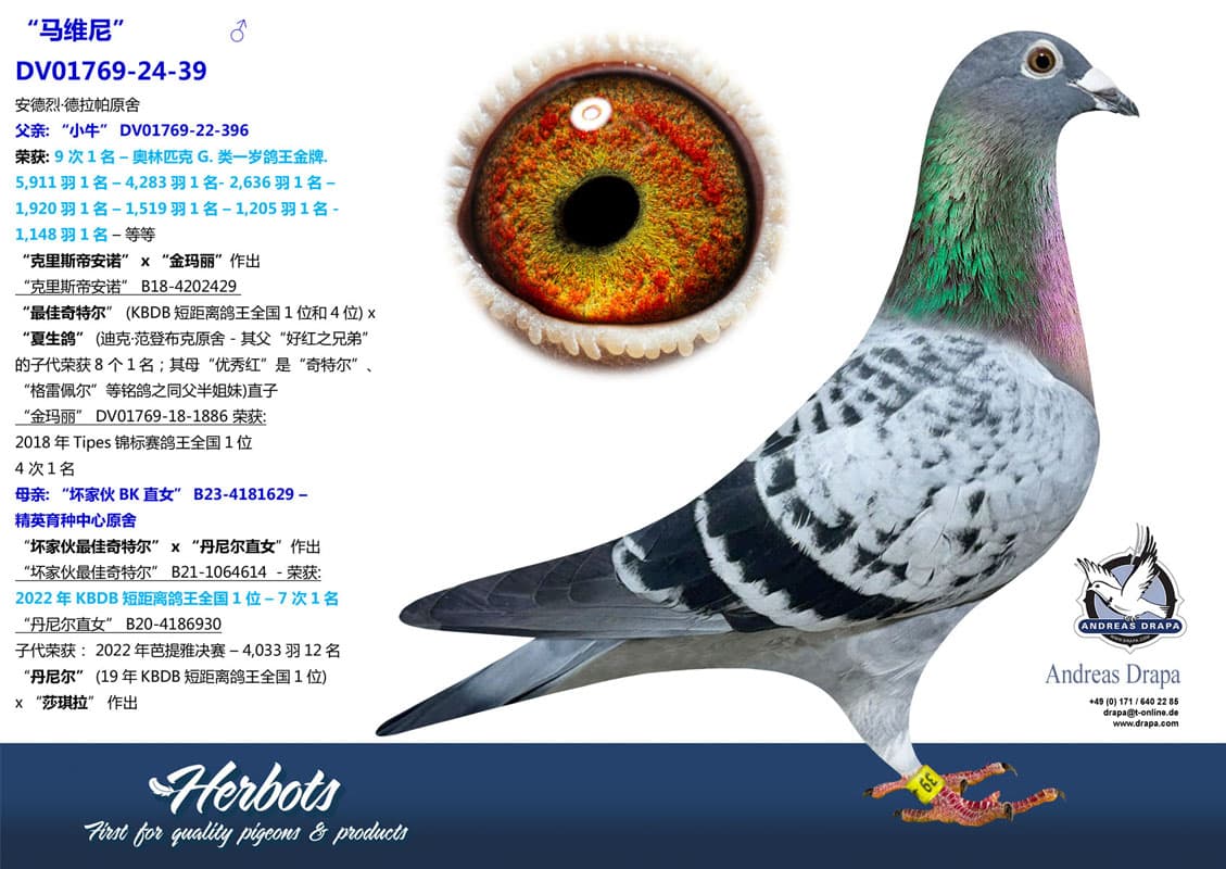 pigeon: undefined
