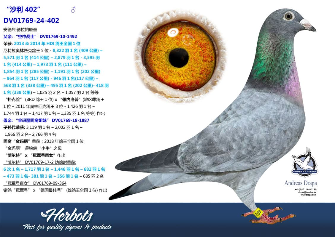 pigeon: undefined