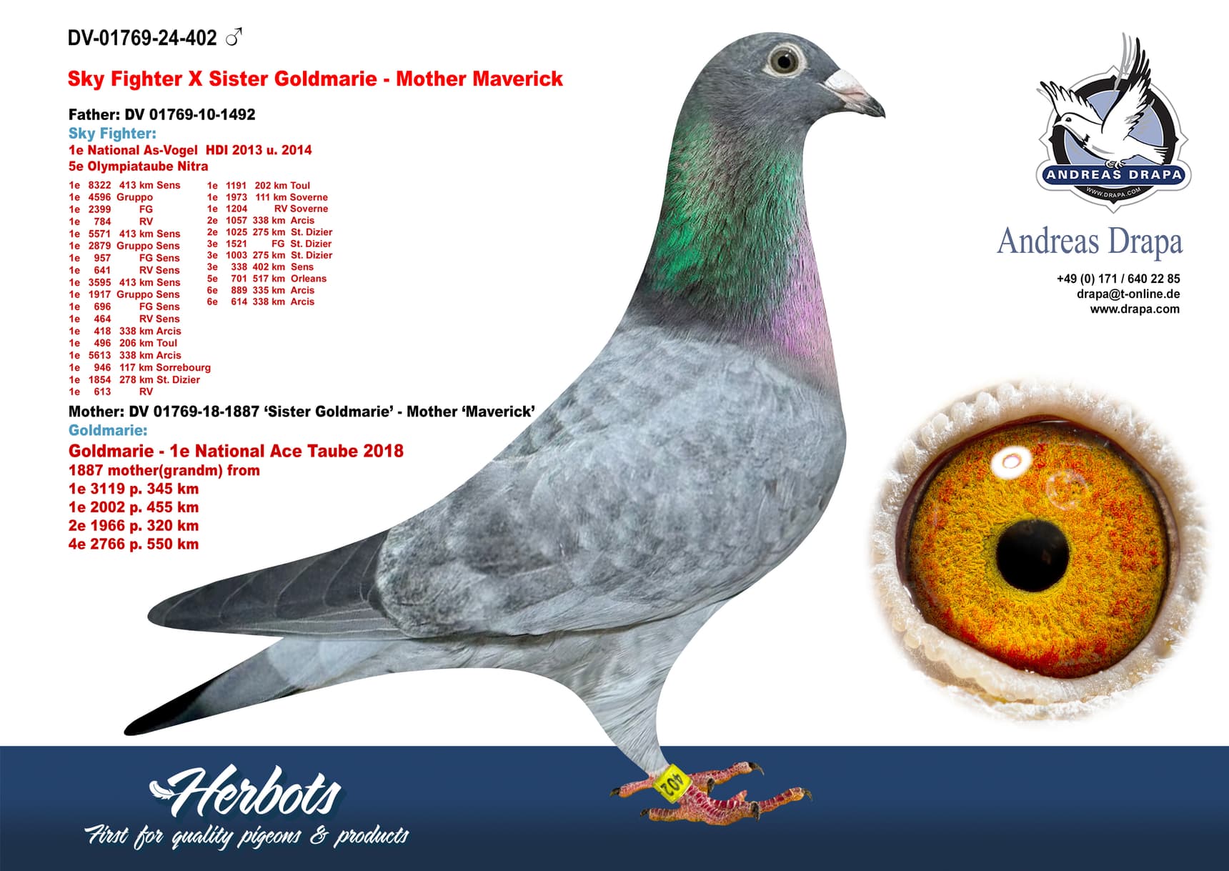 pigeon: undefined