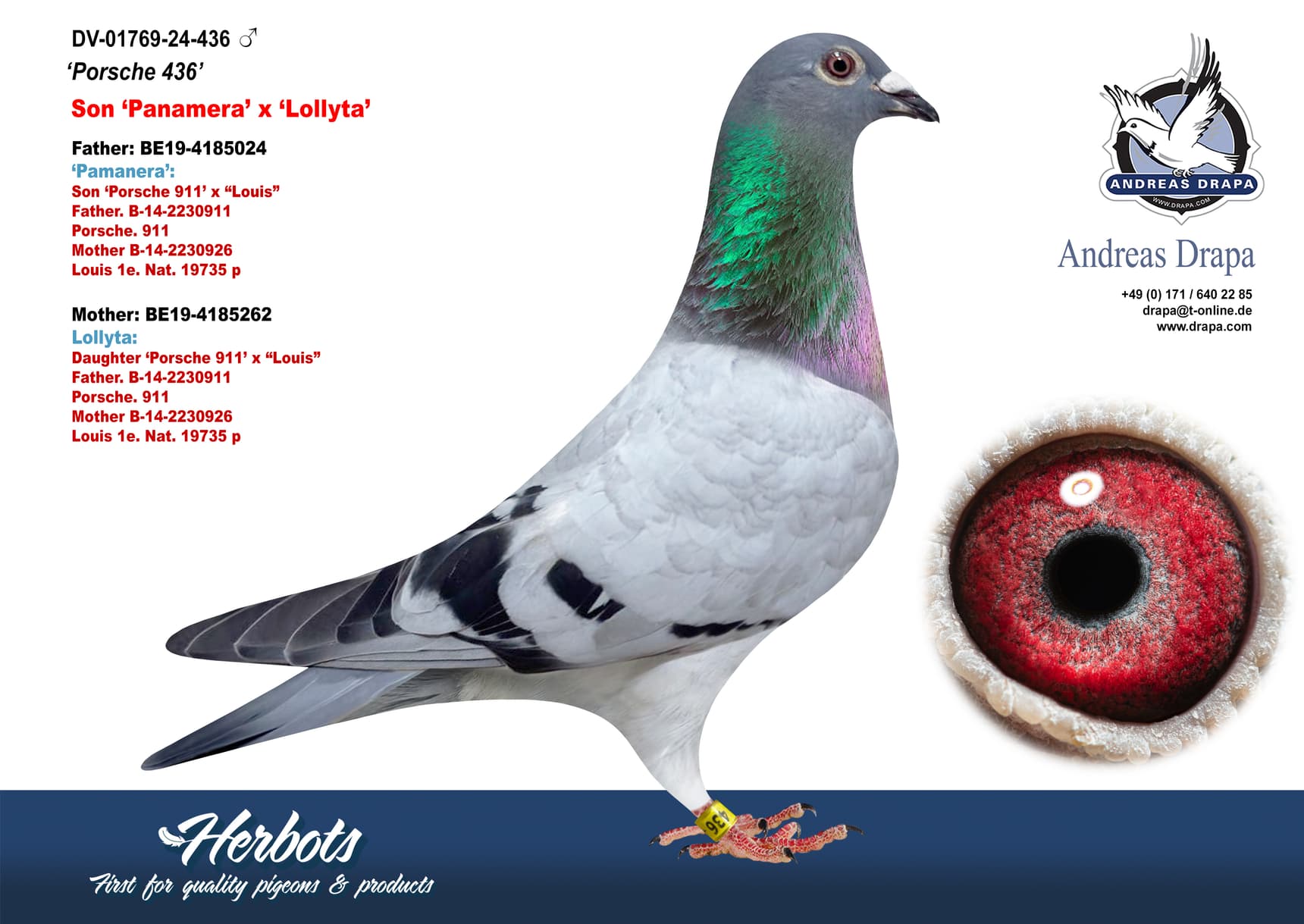 pigeon: undefined