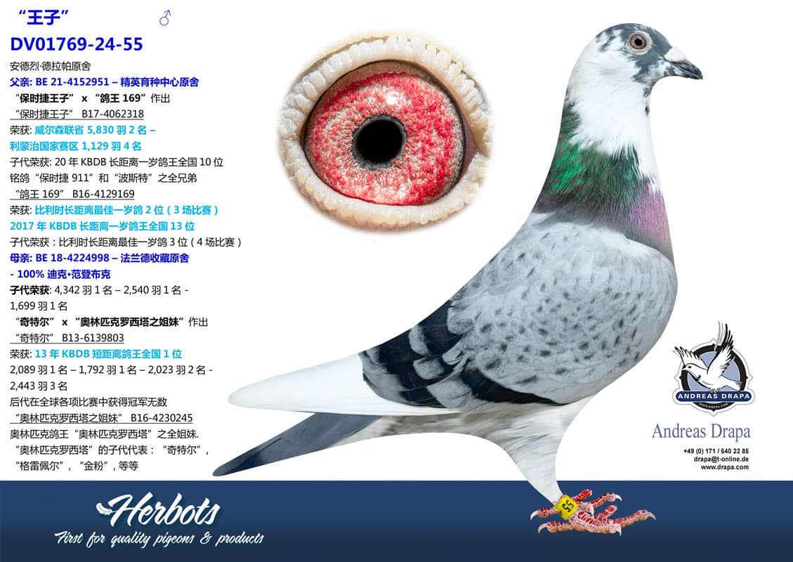 pigeon: undefined