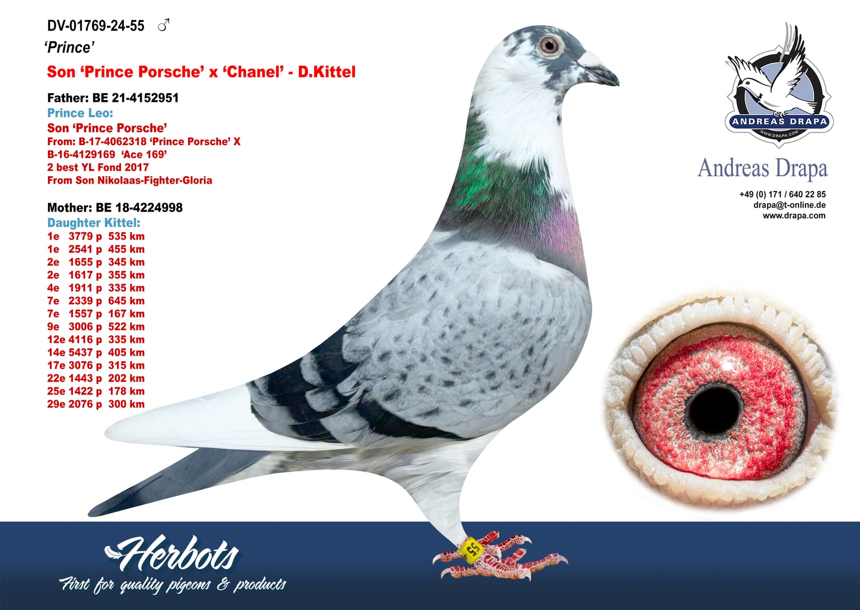 pigeon: undefined