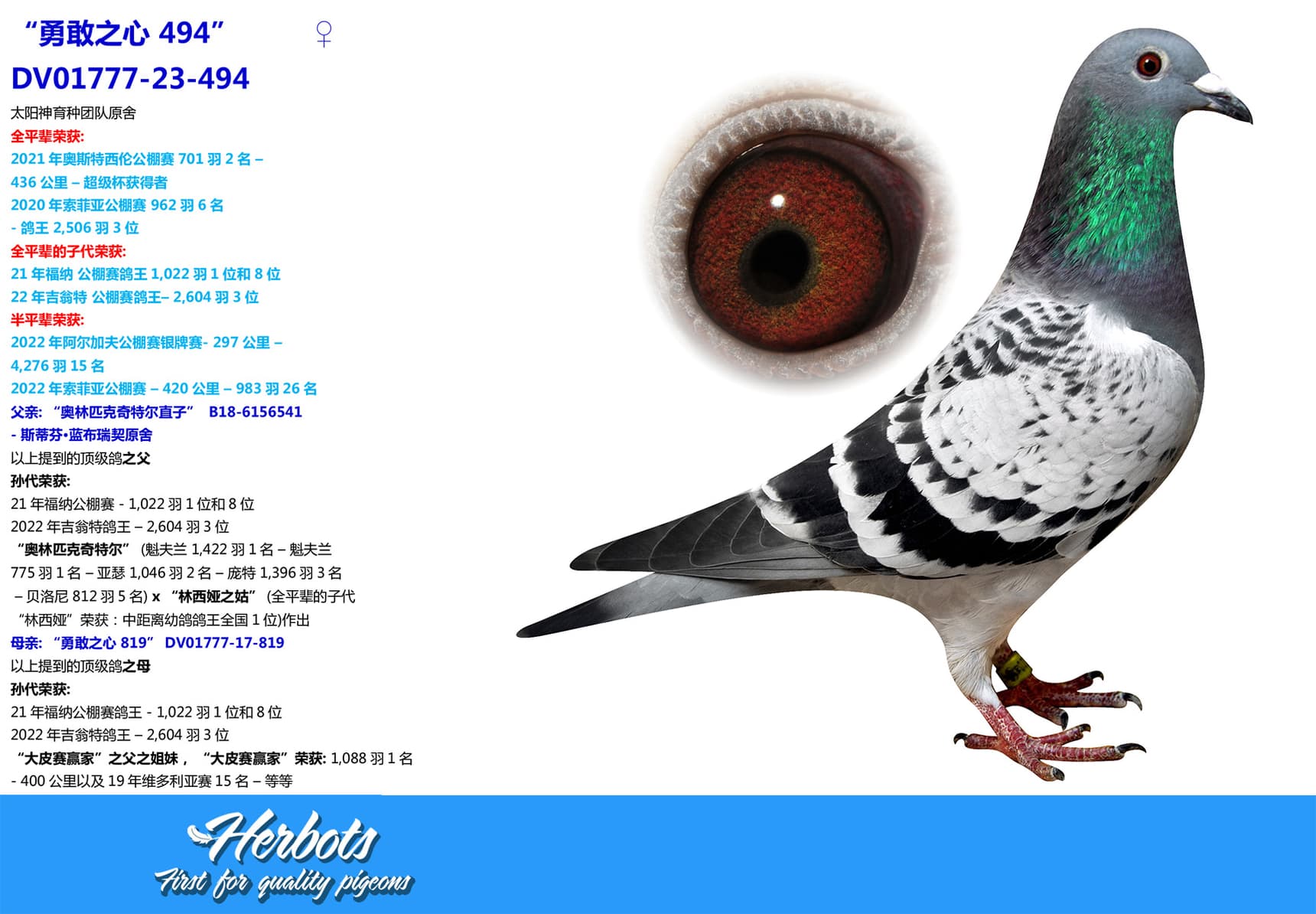 pigeon: undefined