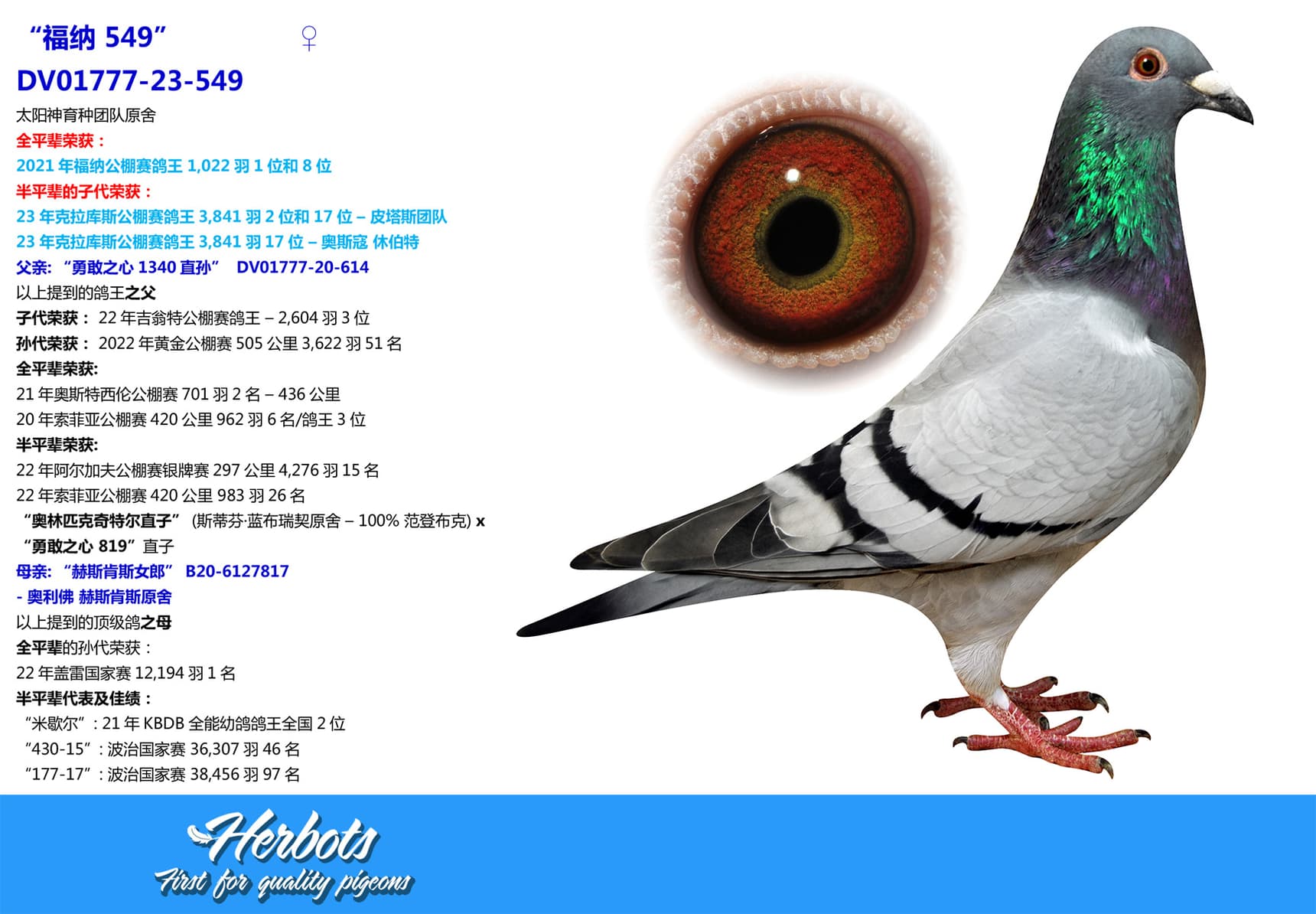 pigeon: undefined