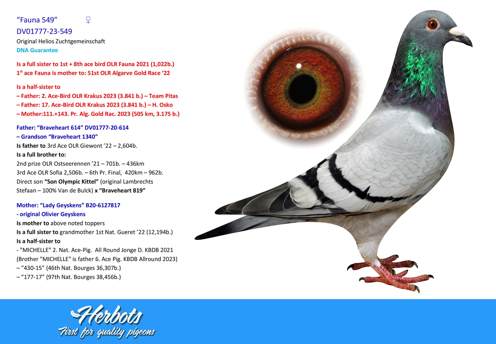 pigeon: undefined