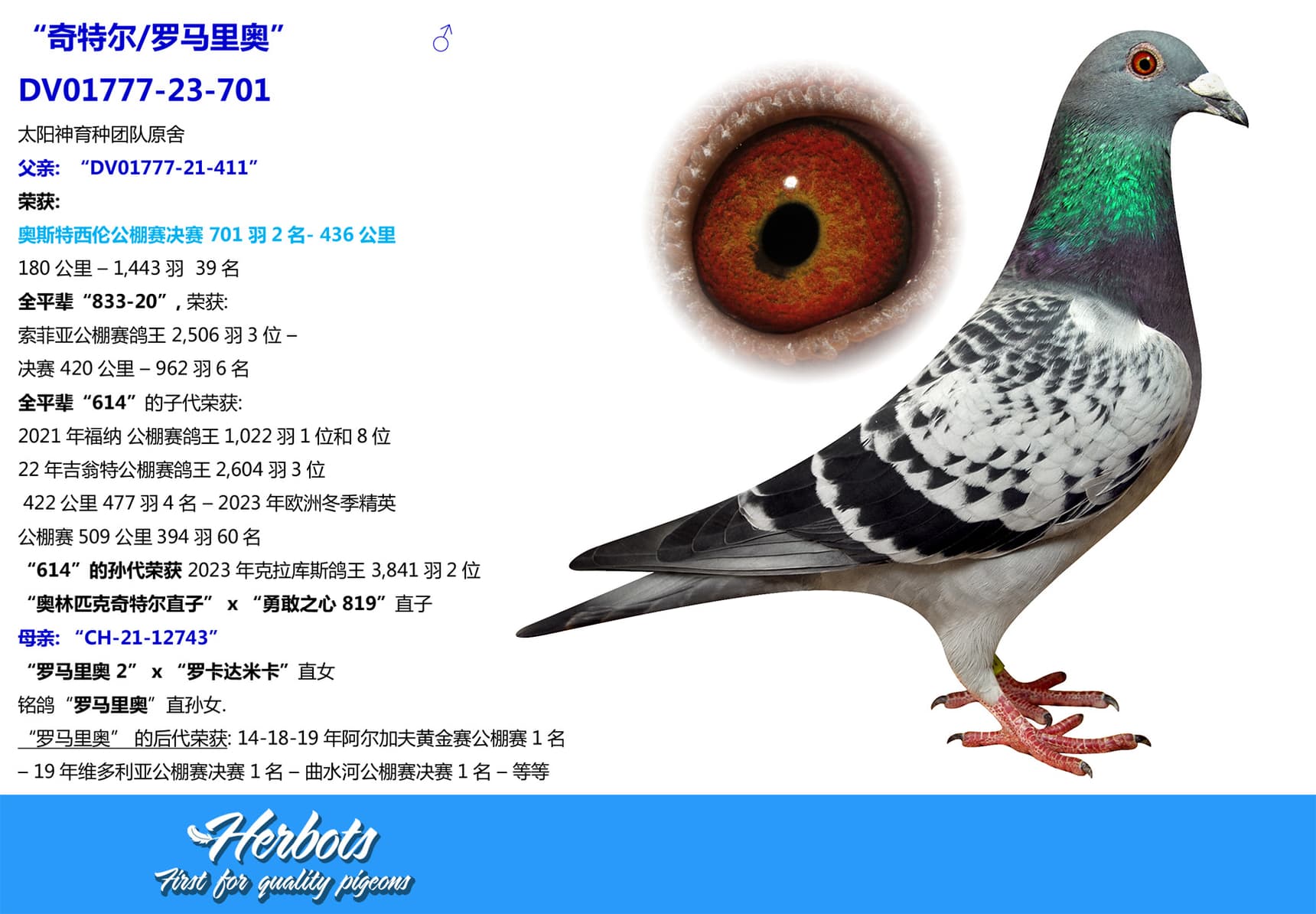 pigeon: undefined