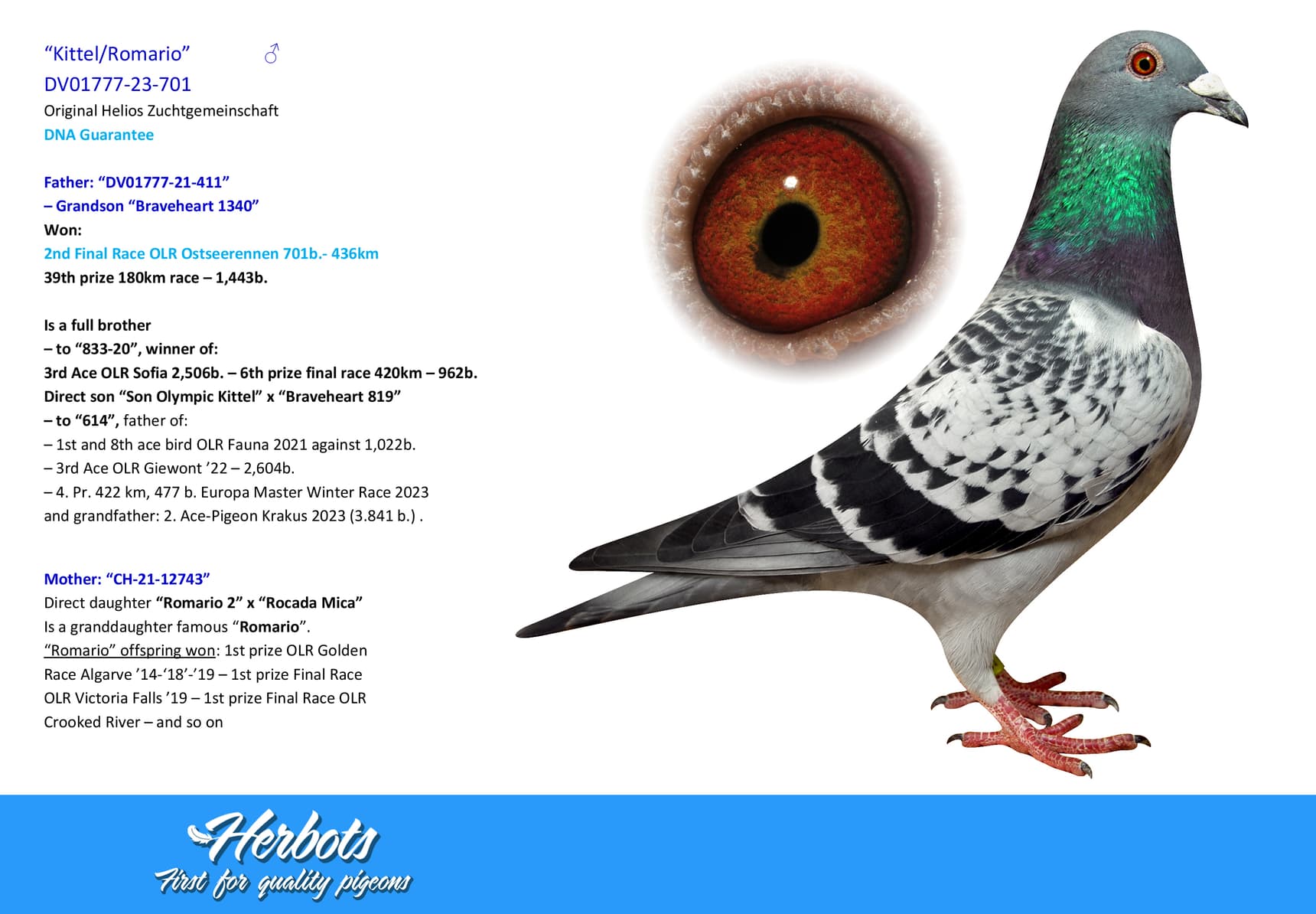 pigeon: undefined