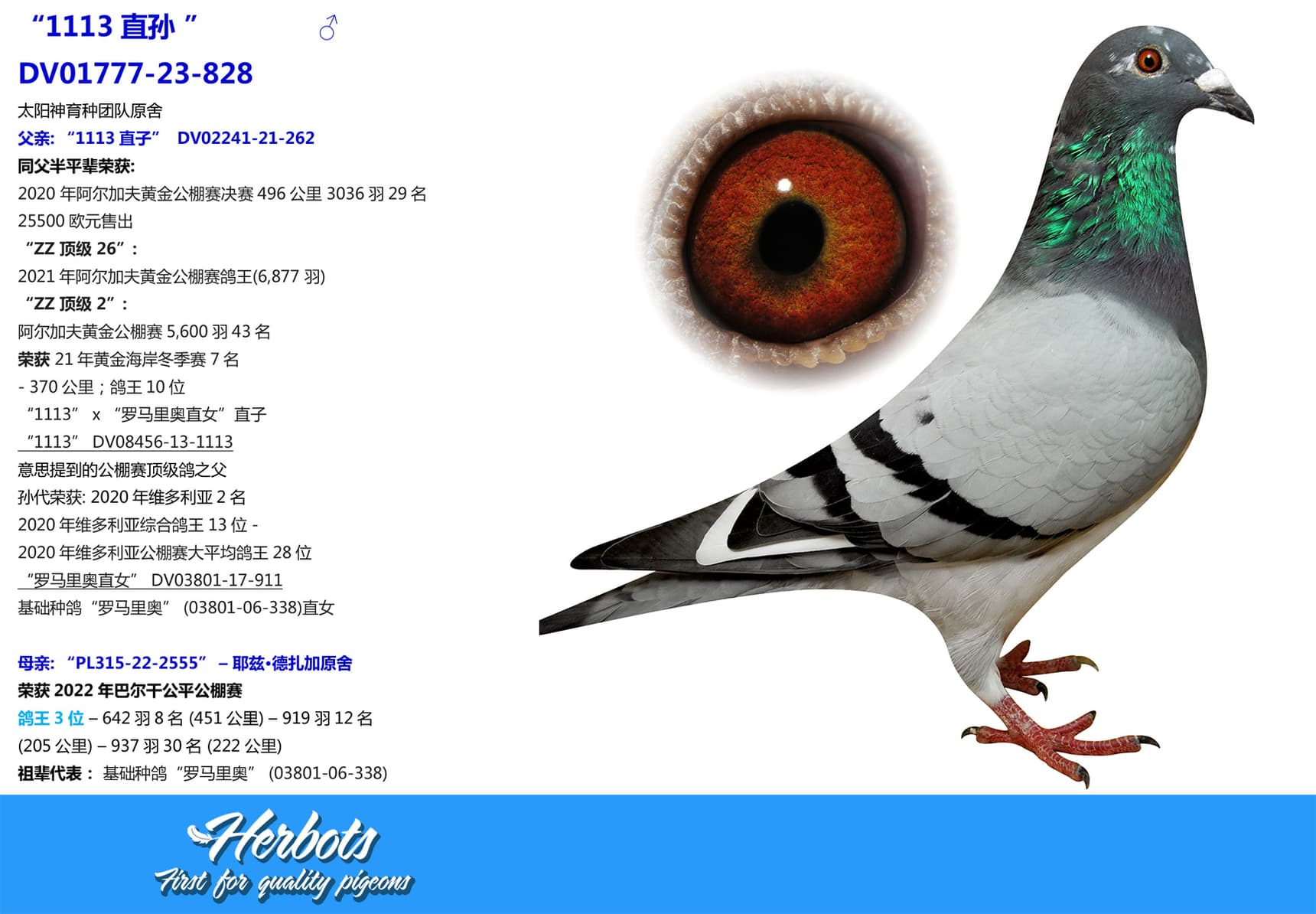 pigeon: undefined