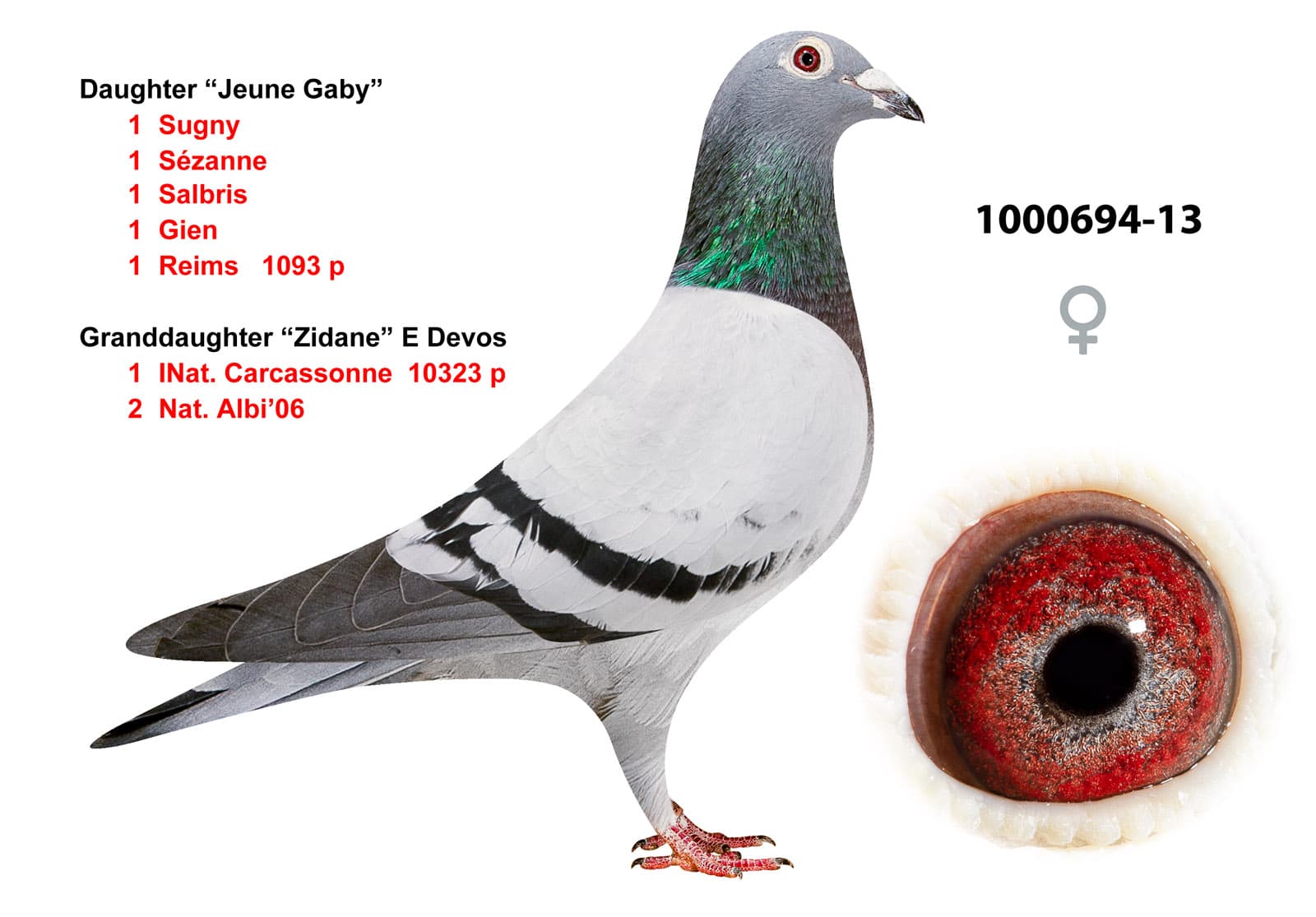pigeon: undefined