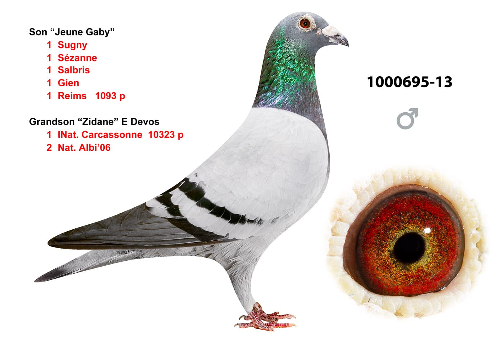 pigeon: undefined