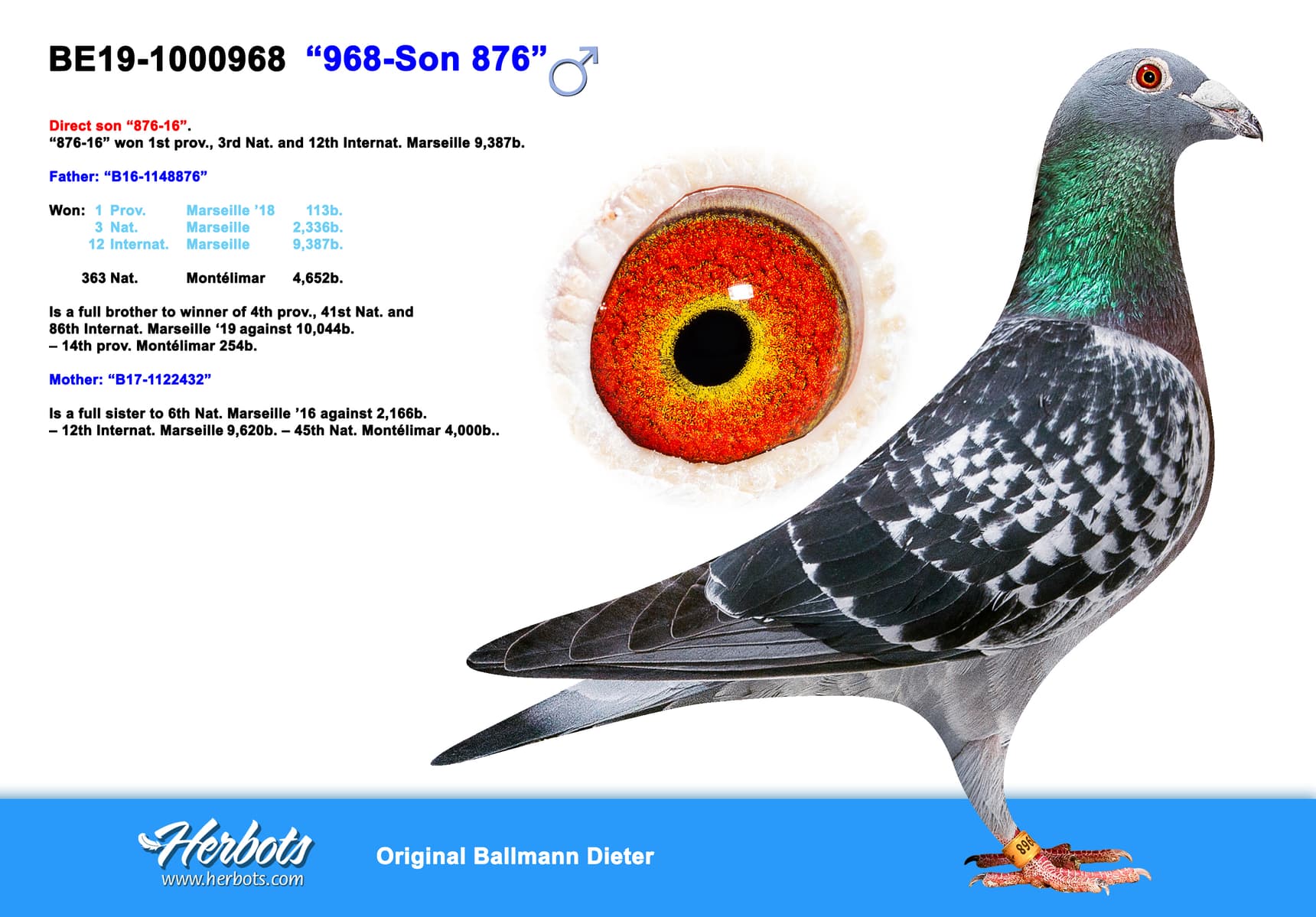 pigeon: undefined