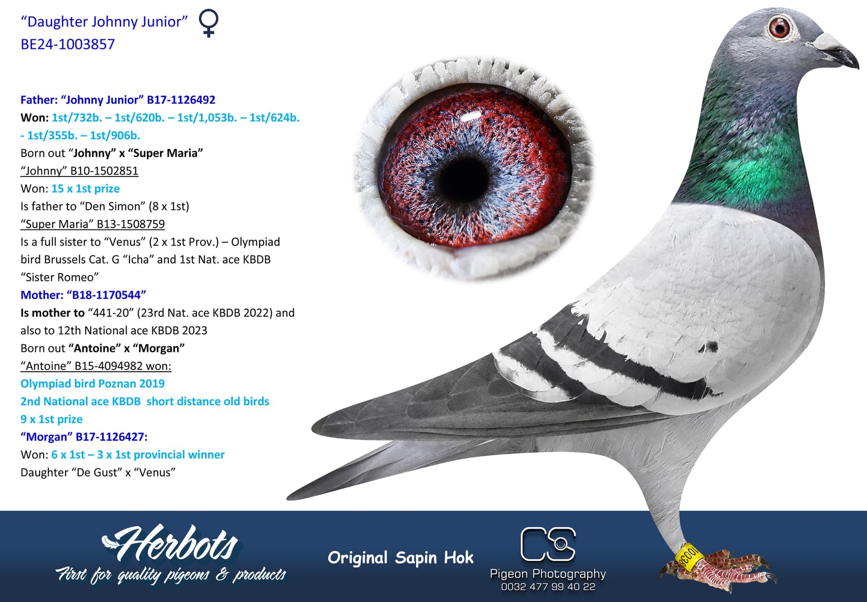 pigeon: undefined