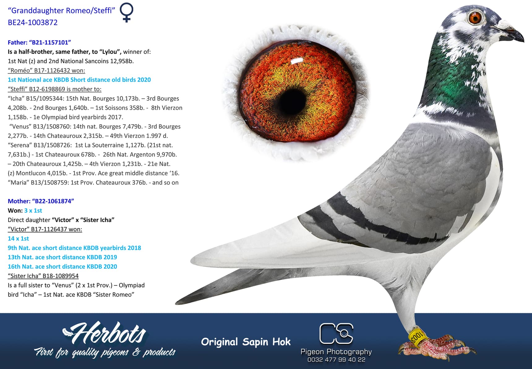 pigeon: undefined