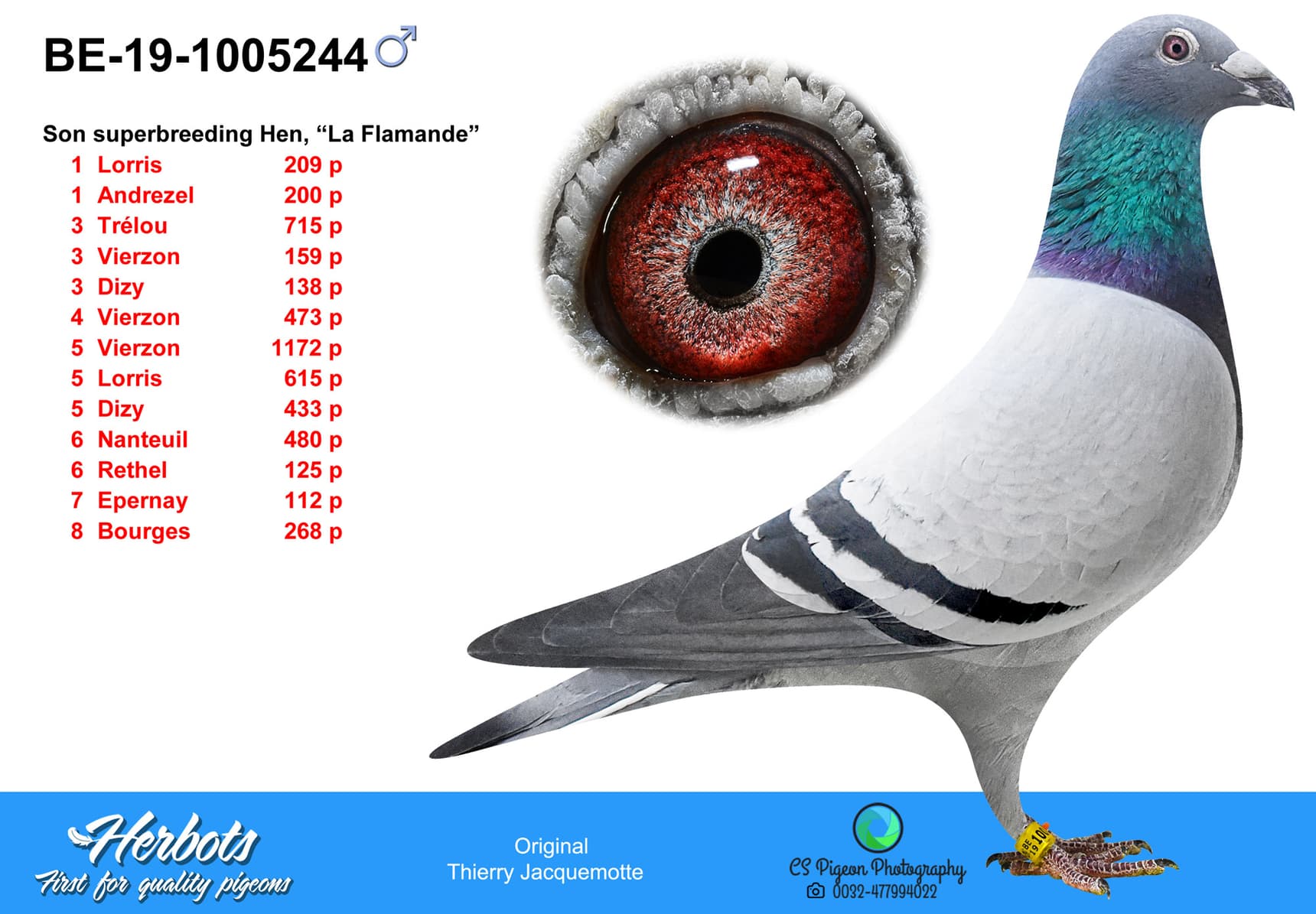 pigeon: undefined