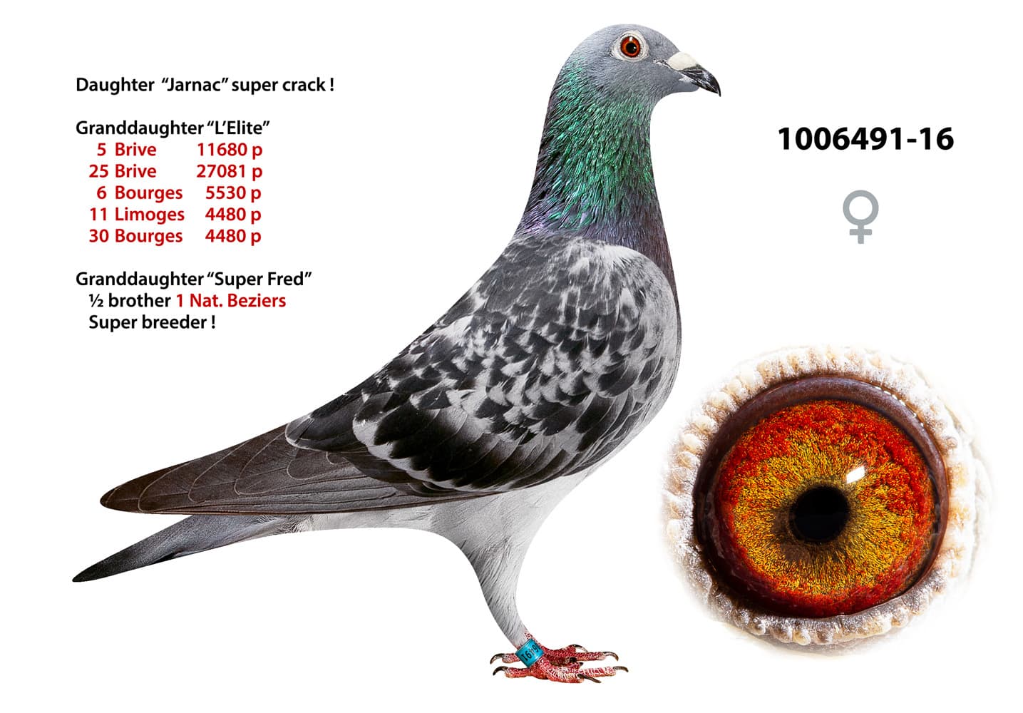 pigeon: undefined
