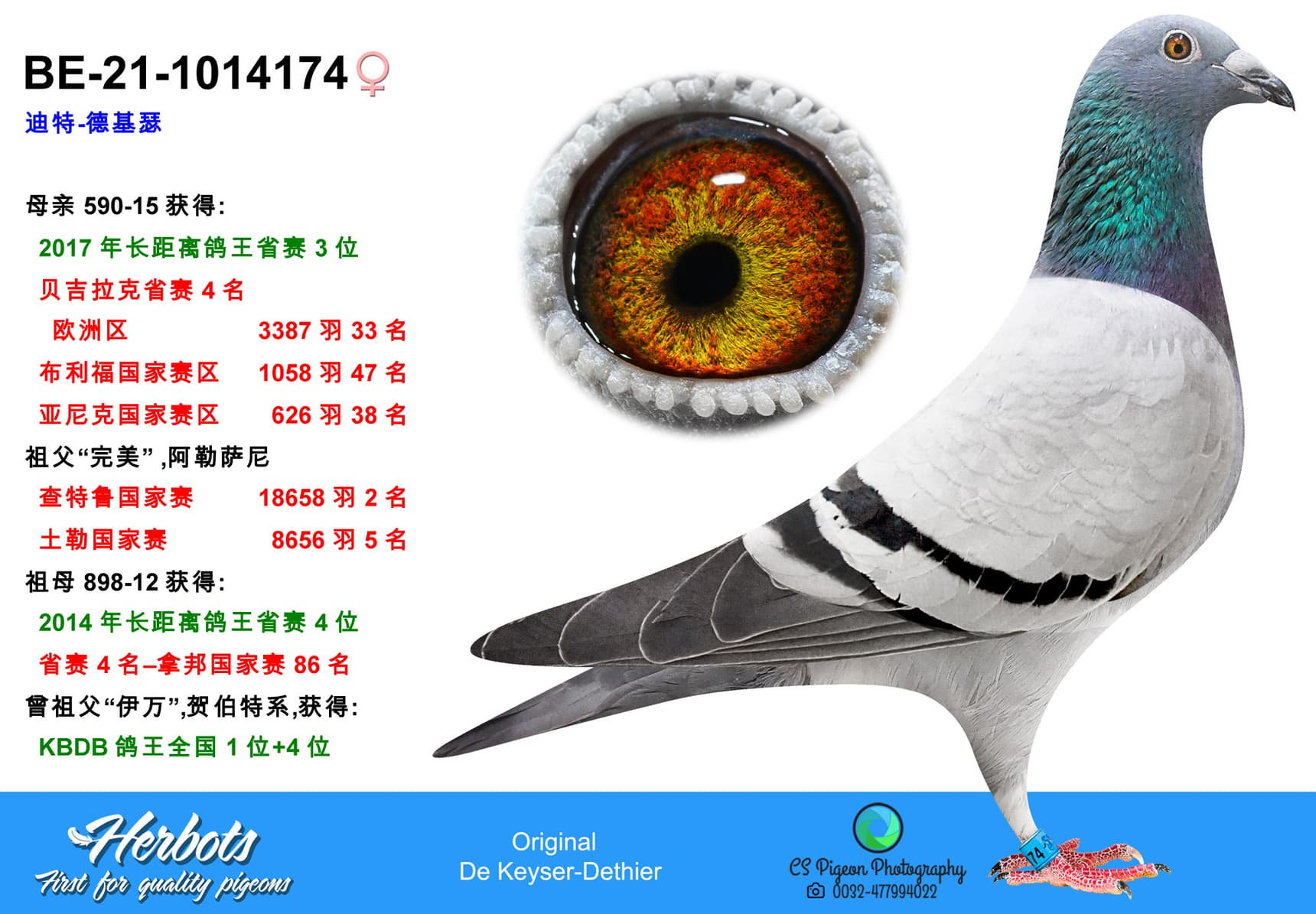 pigeon: undefined