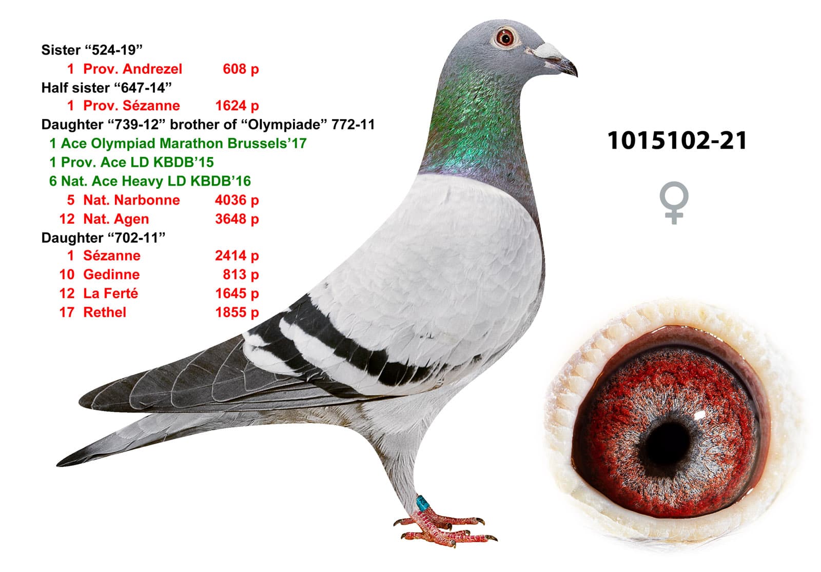 pigeon: undefined
