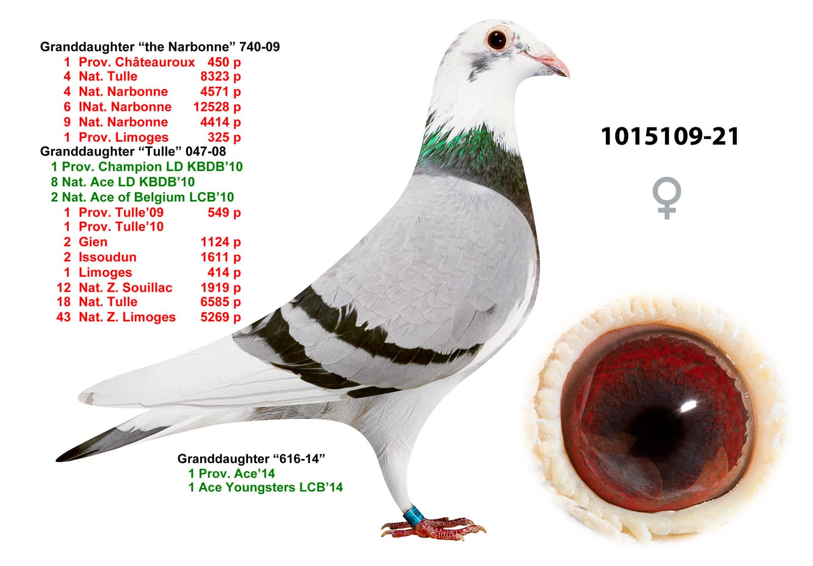 pigeon: undefined