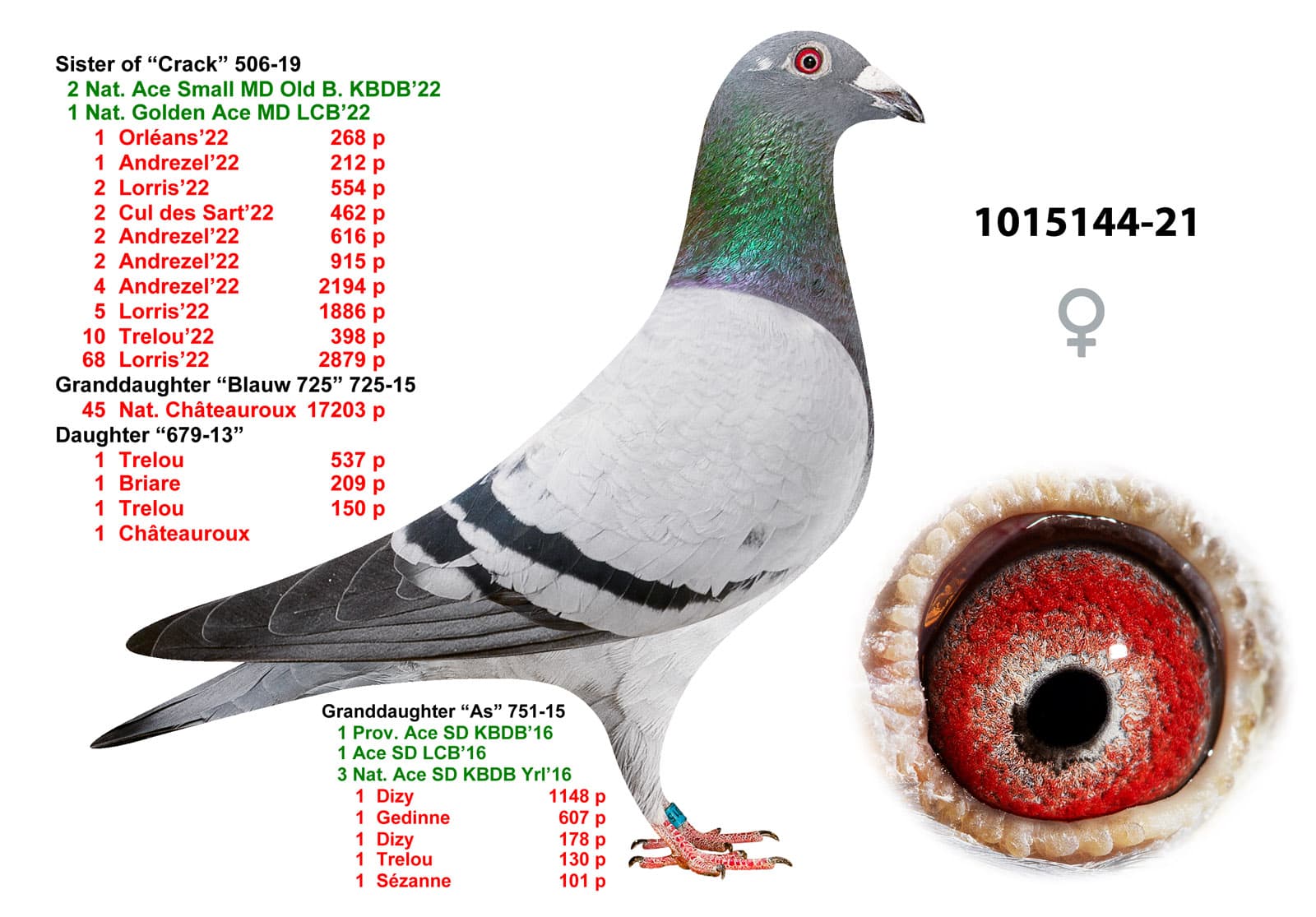 pigeon: undefined