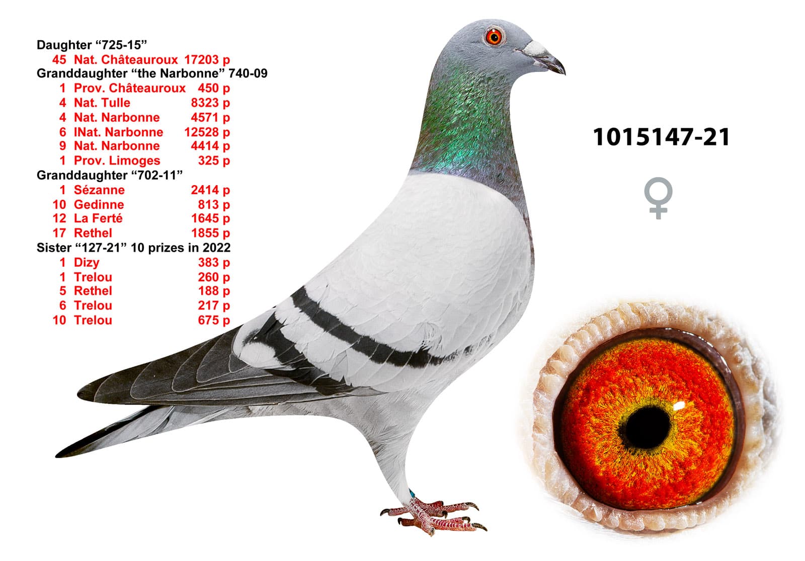 pigeon: undefined