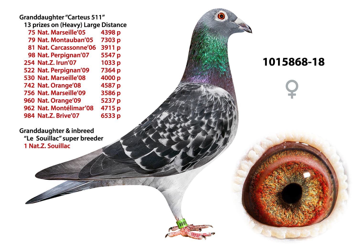 pigeon: undefined