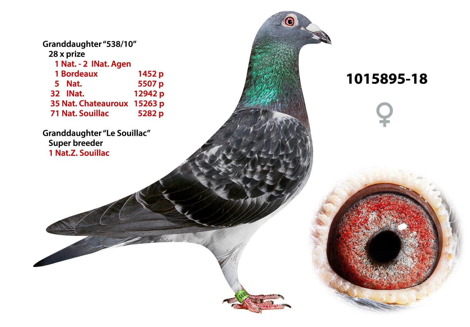 pigeon: undefined