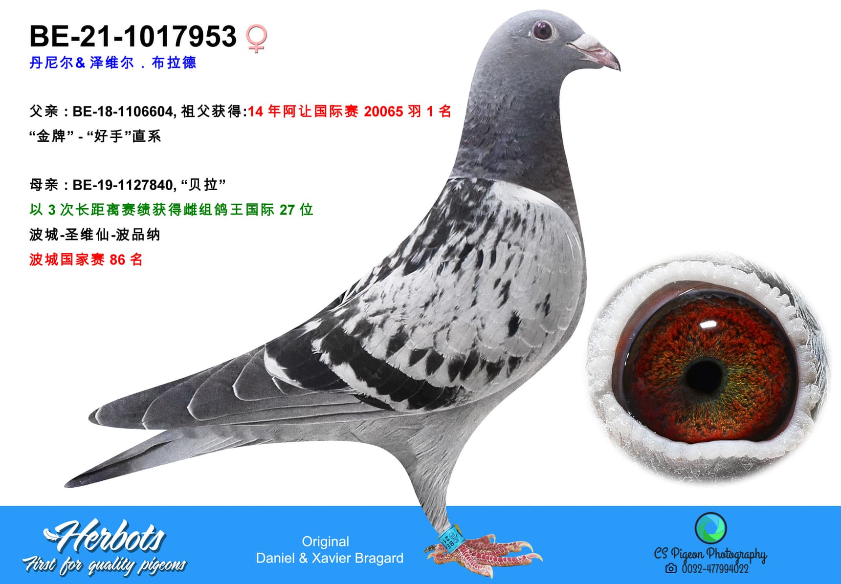 pigeon: undefined