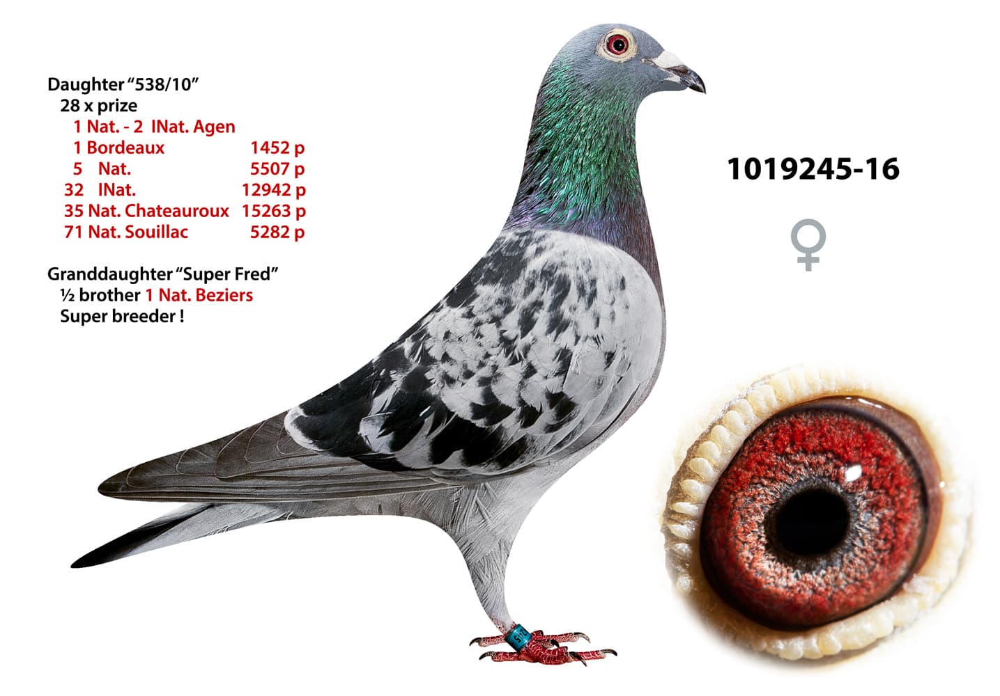 pigeon: undefined
